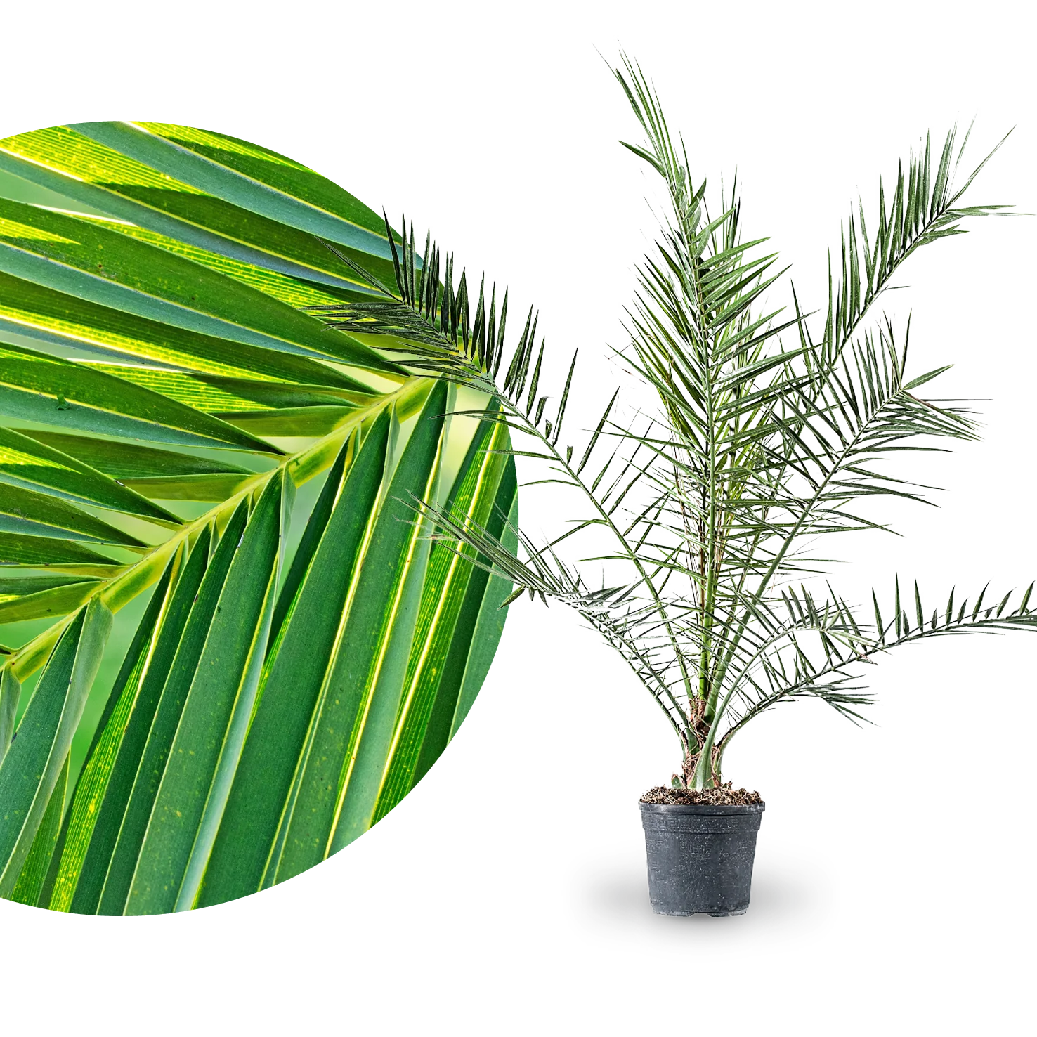 Kanarische Dattelpalme