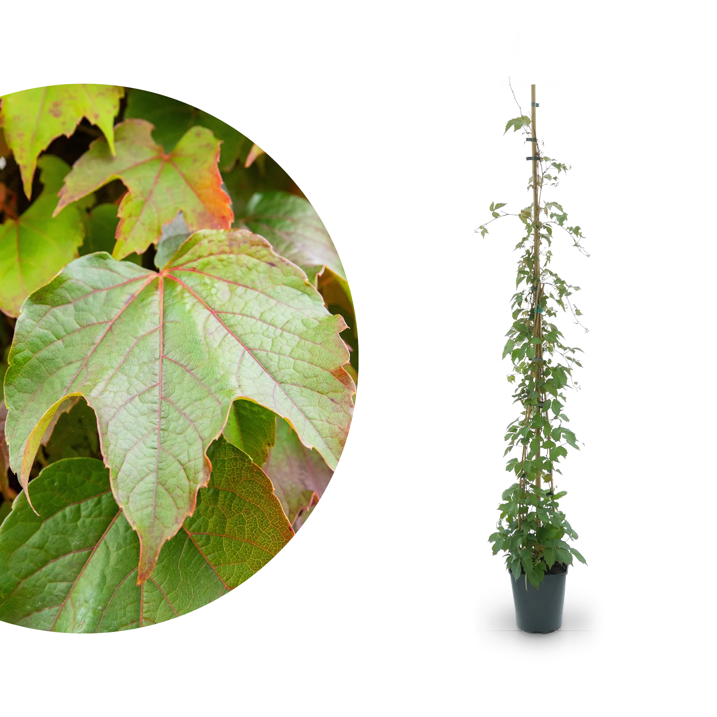 Wilder Wein 'Veitchii'