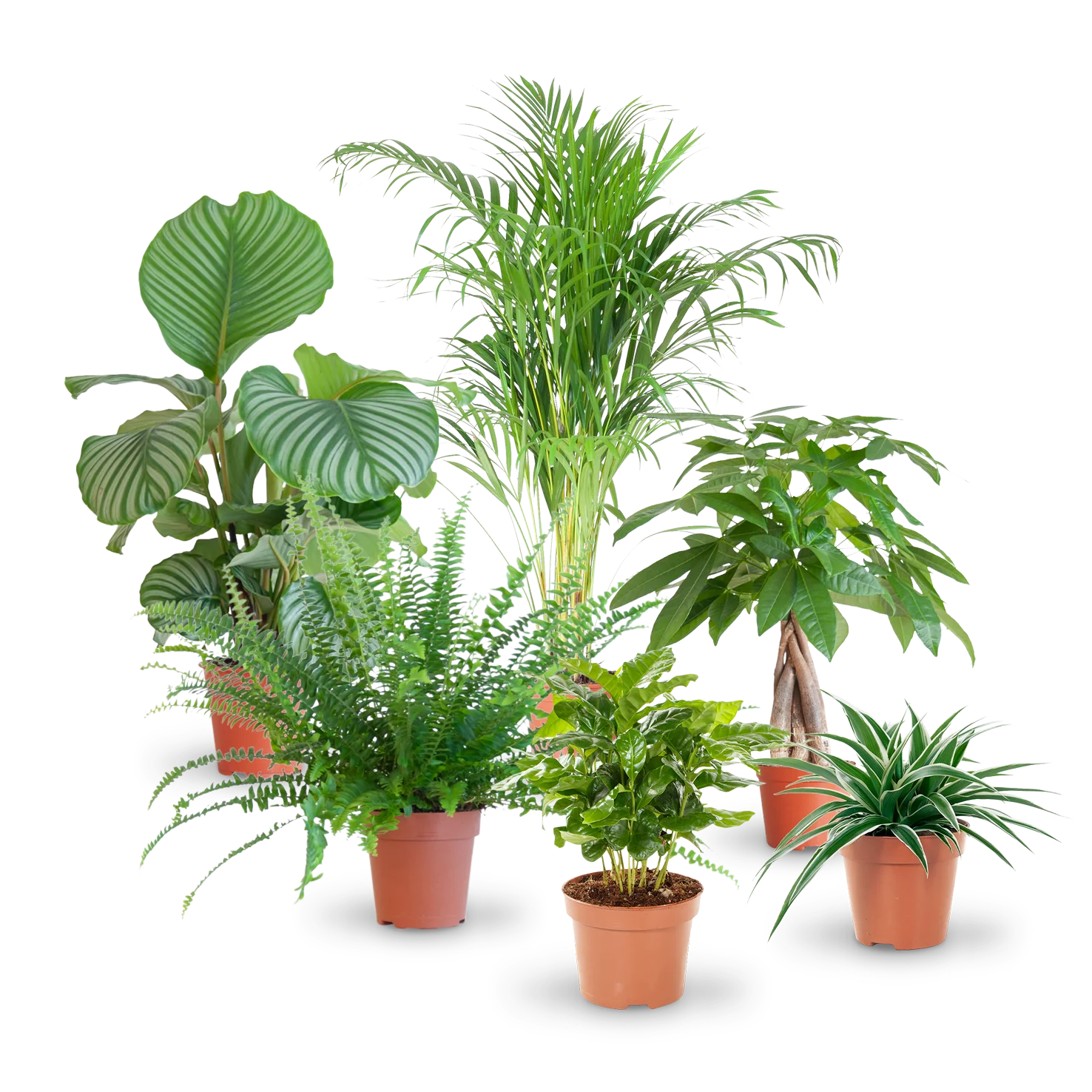 Katzenfreundliche Zimmerpflanzen (6er Set)