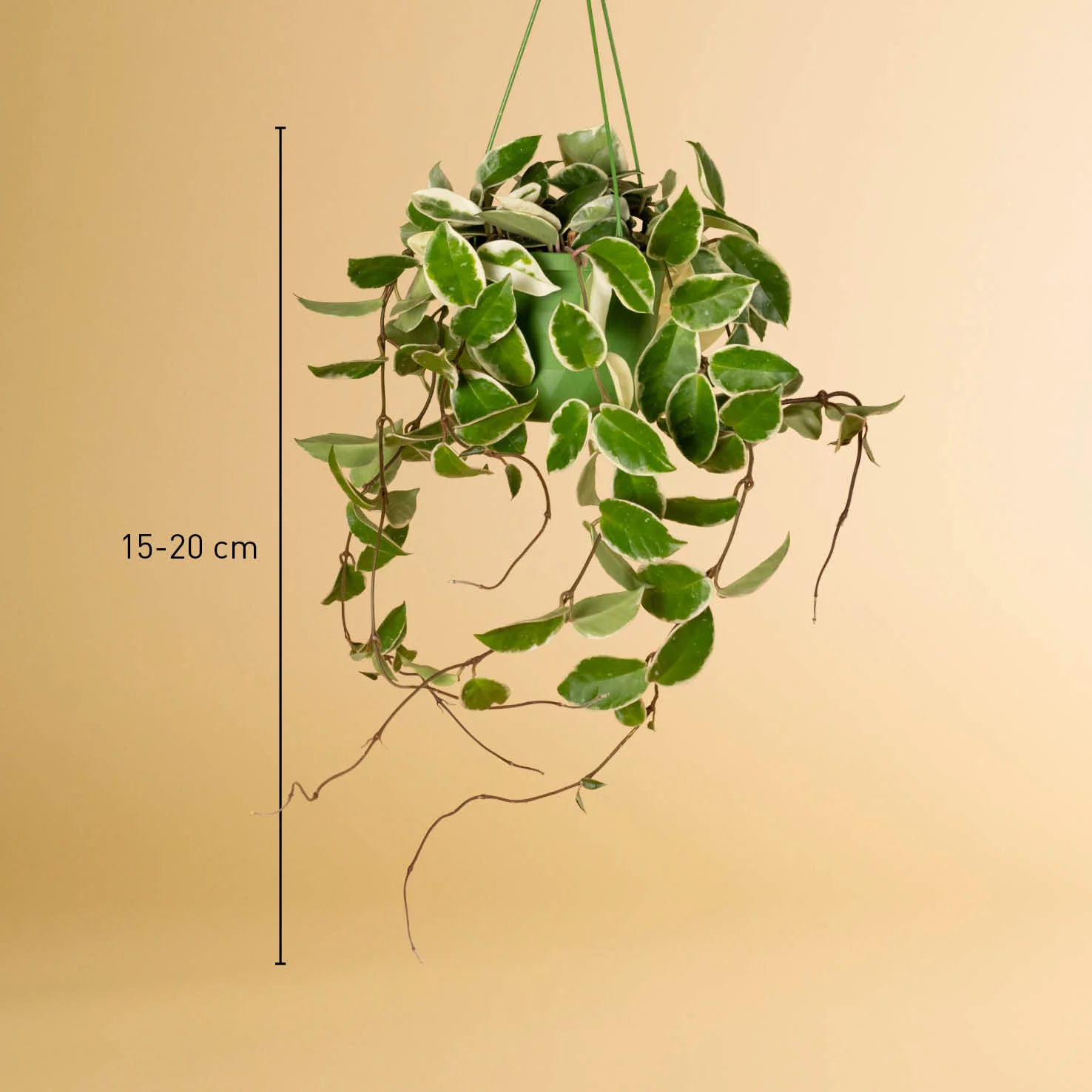 Hoya 'Krimson Queen'