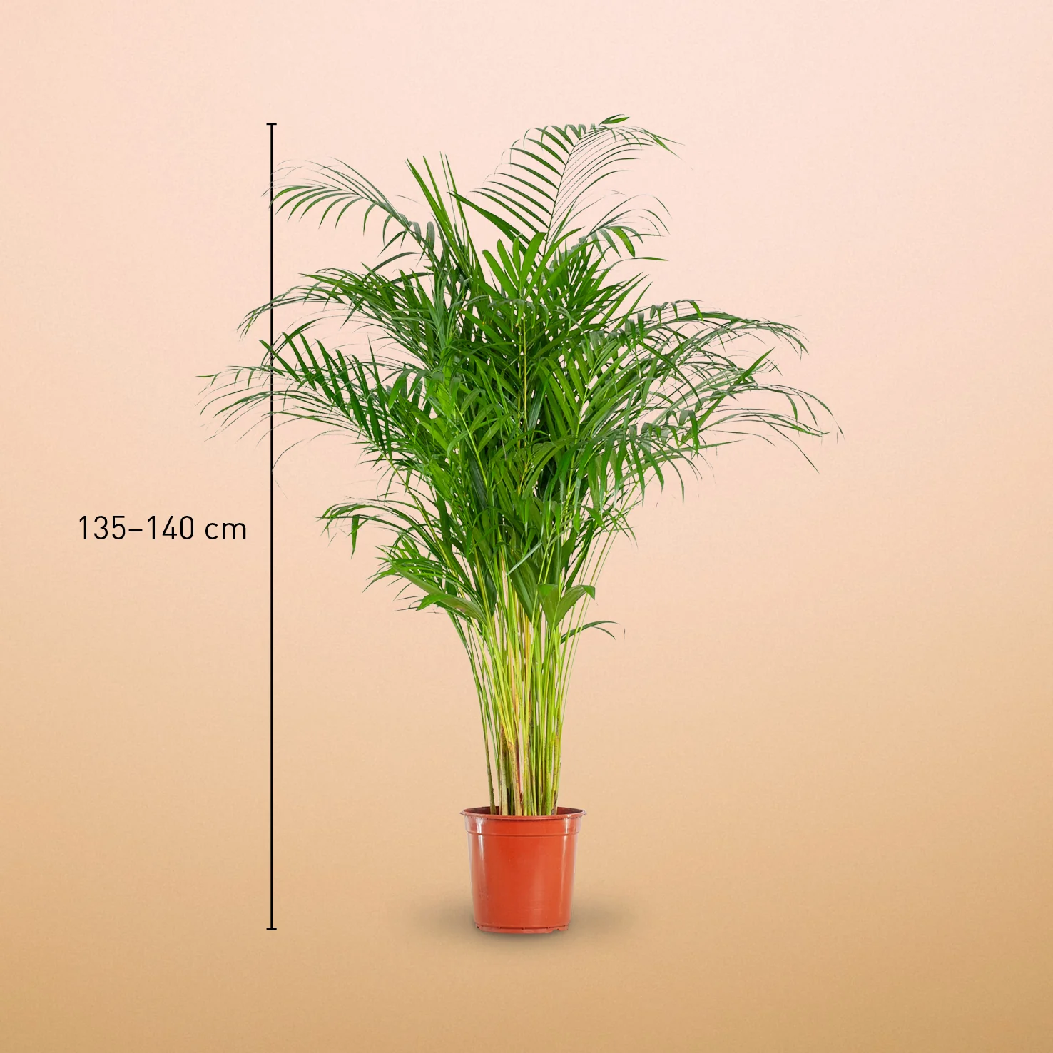 Goldfruchtpalme XXL-Größe