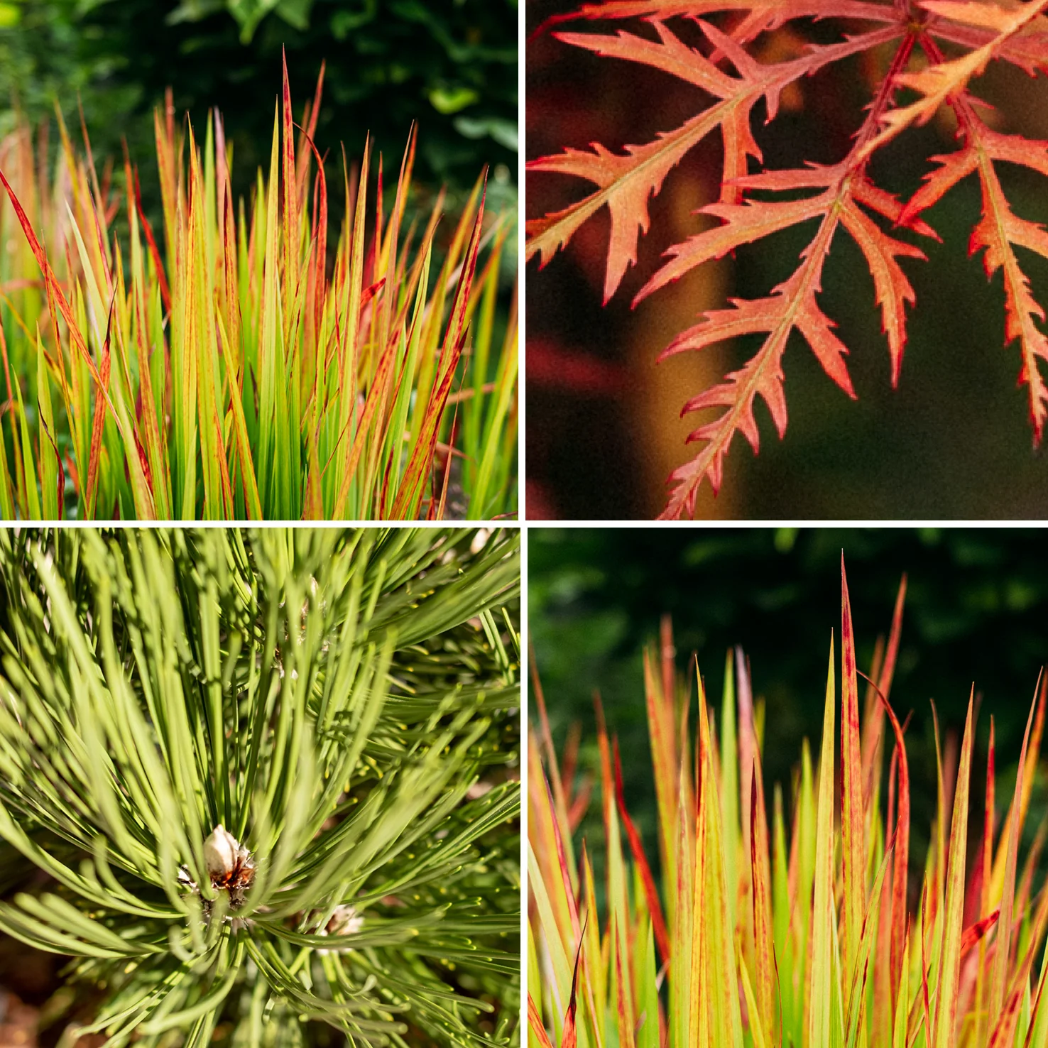 Asiagarten Zen (4er Set)