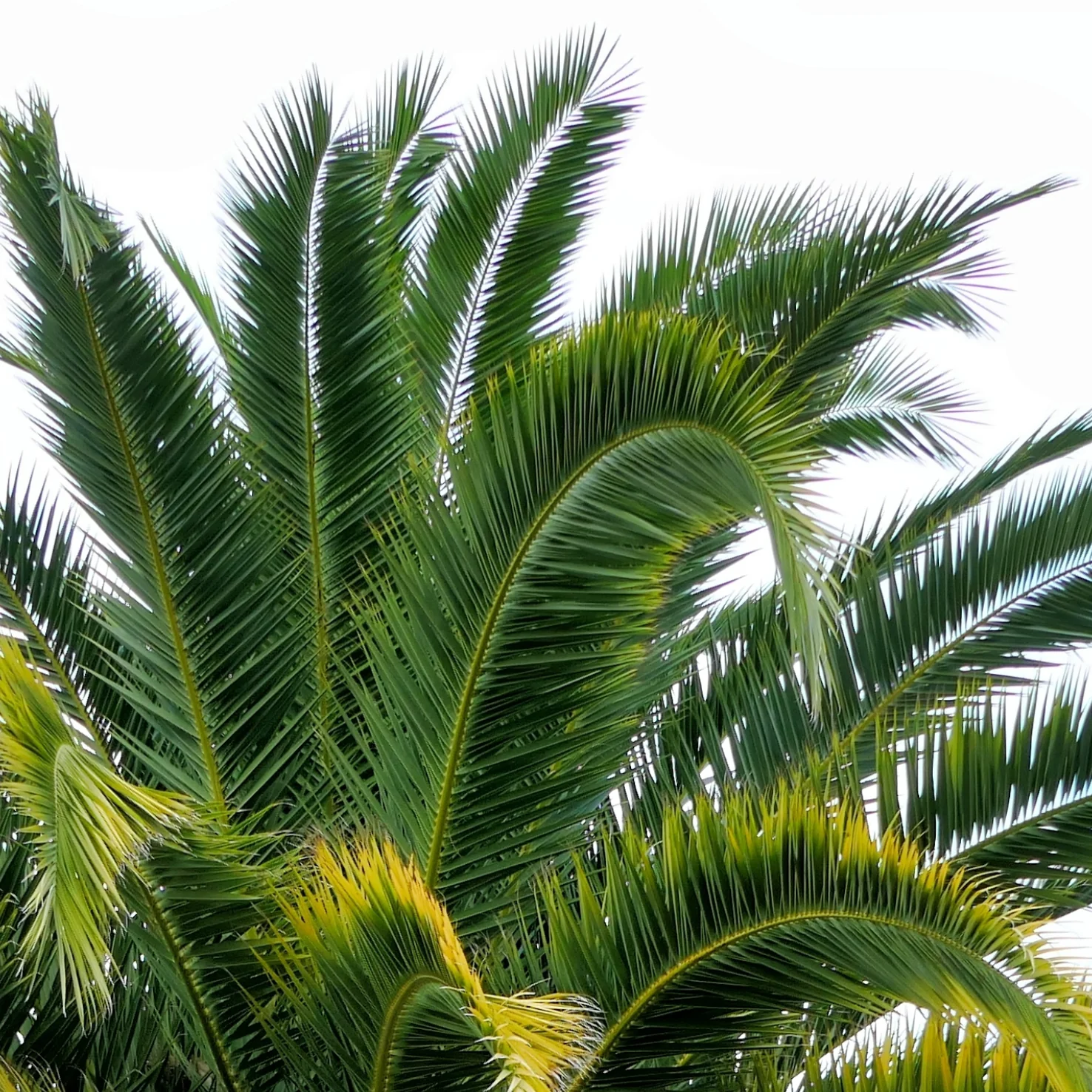 Kanarische Dattelpalme