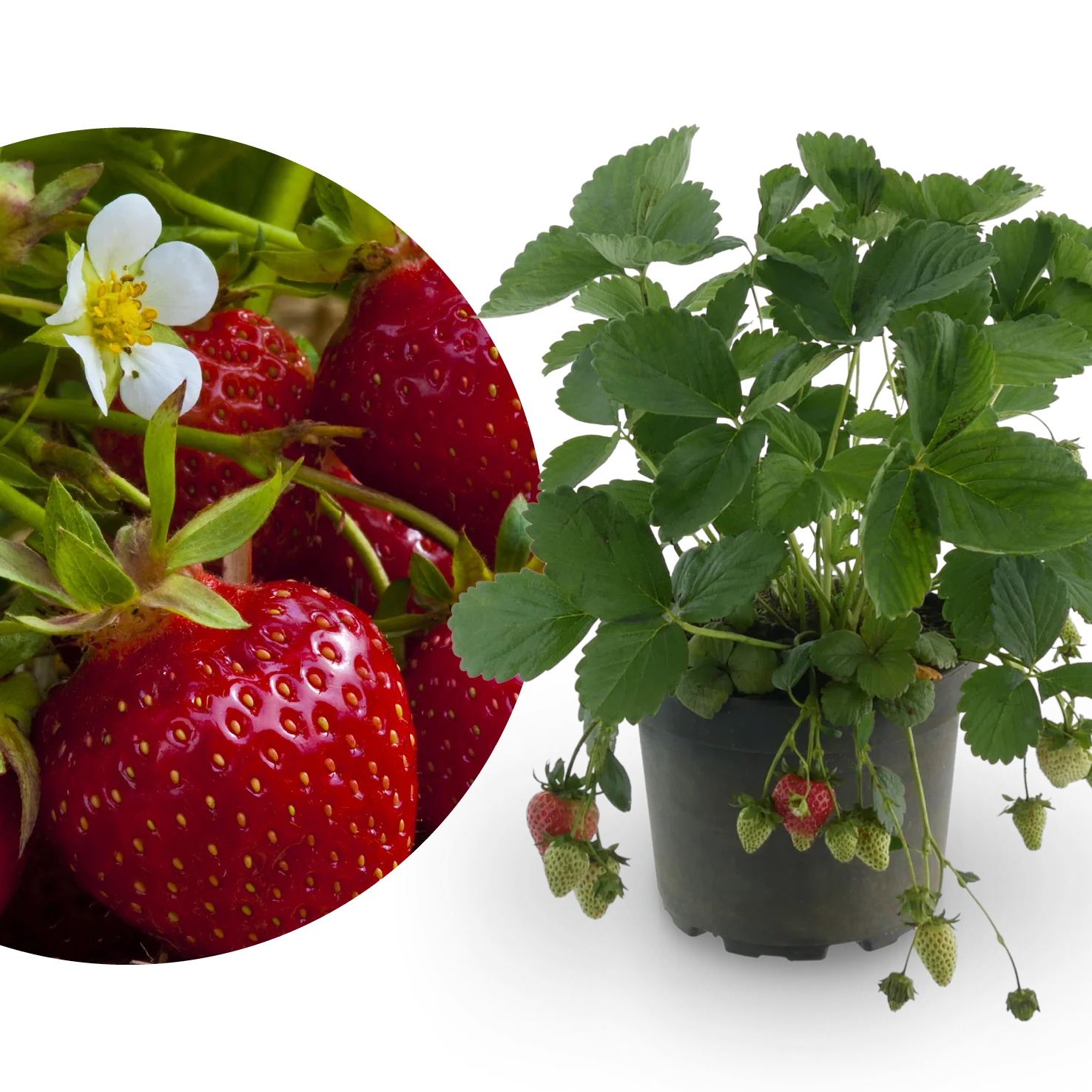 XXL-Erdbeere 'Sweet Marathon'