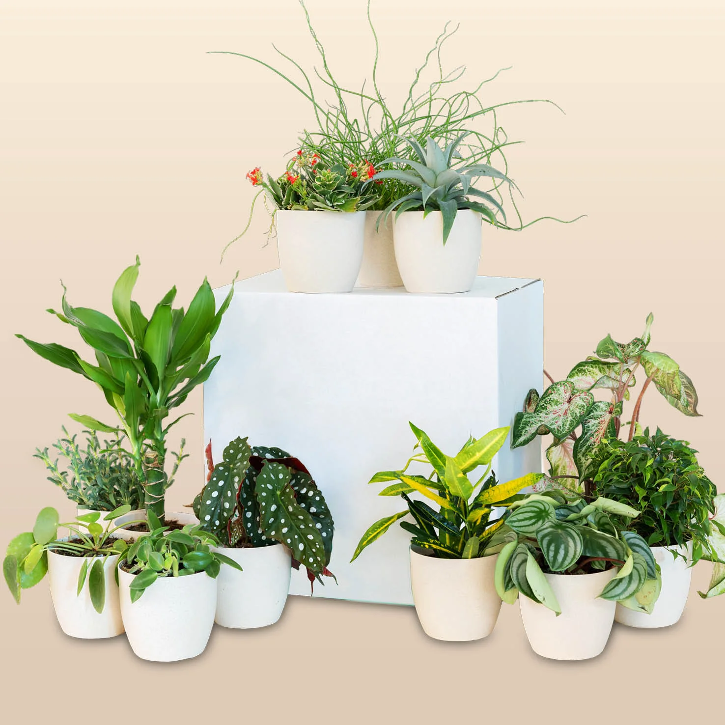 Rette mich: Zimmerpflanzen 12er Set