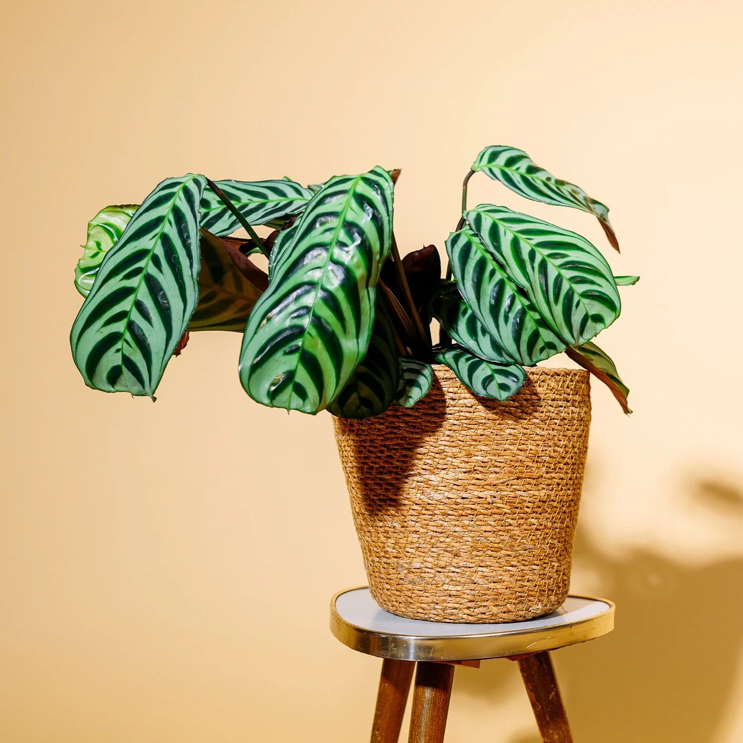 Ctenanthe burle-marxii