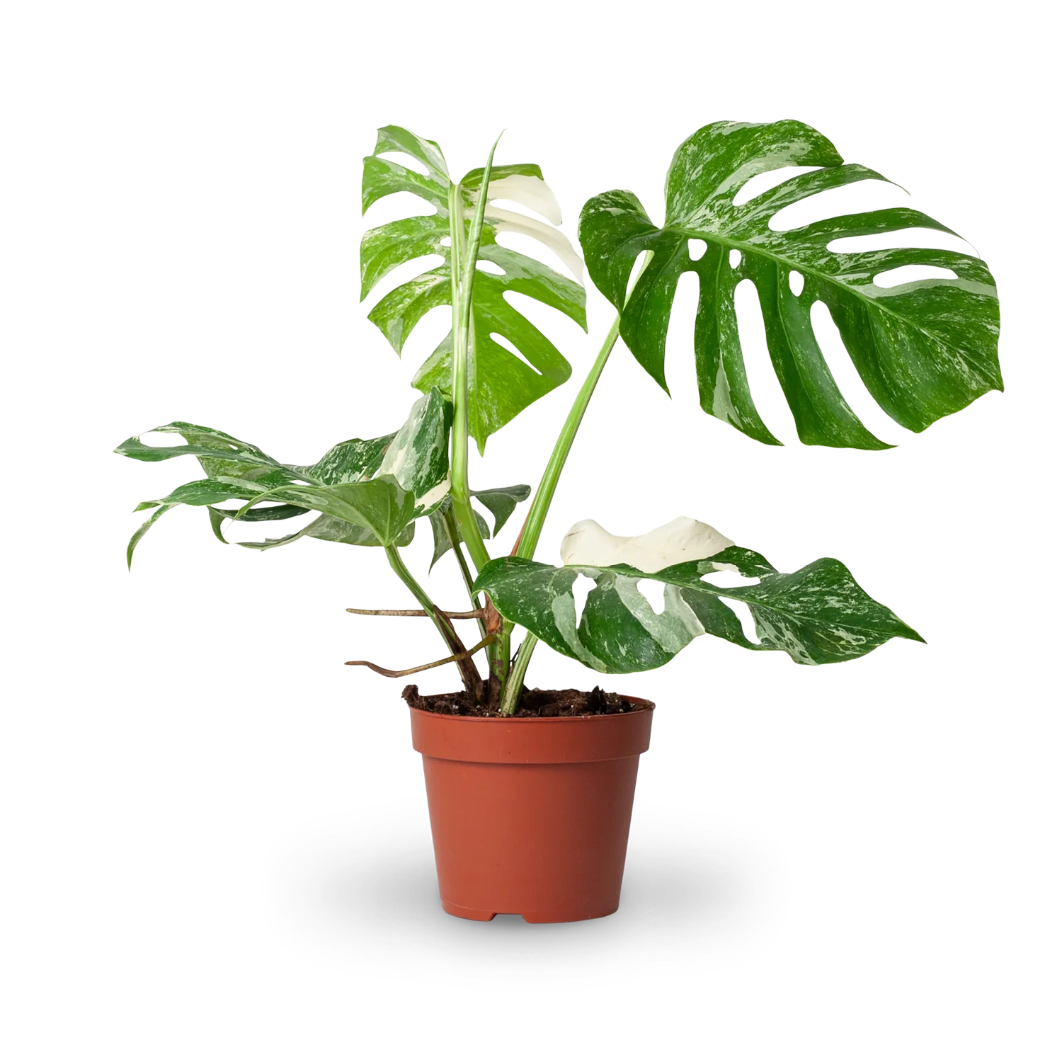 Monstera deliciosa 'Variegata' (Rarität)