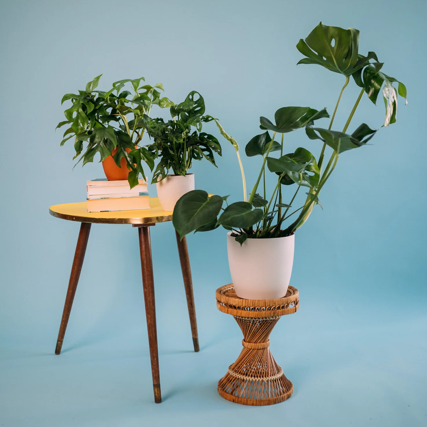 Monstera Liebhaber-Set (3 Stk.)