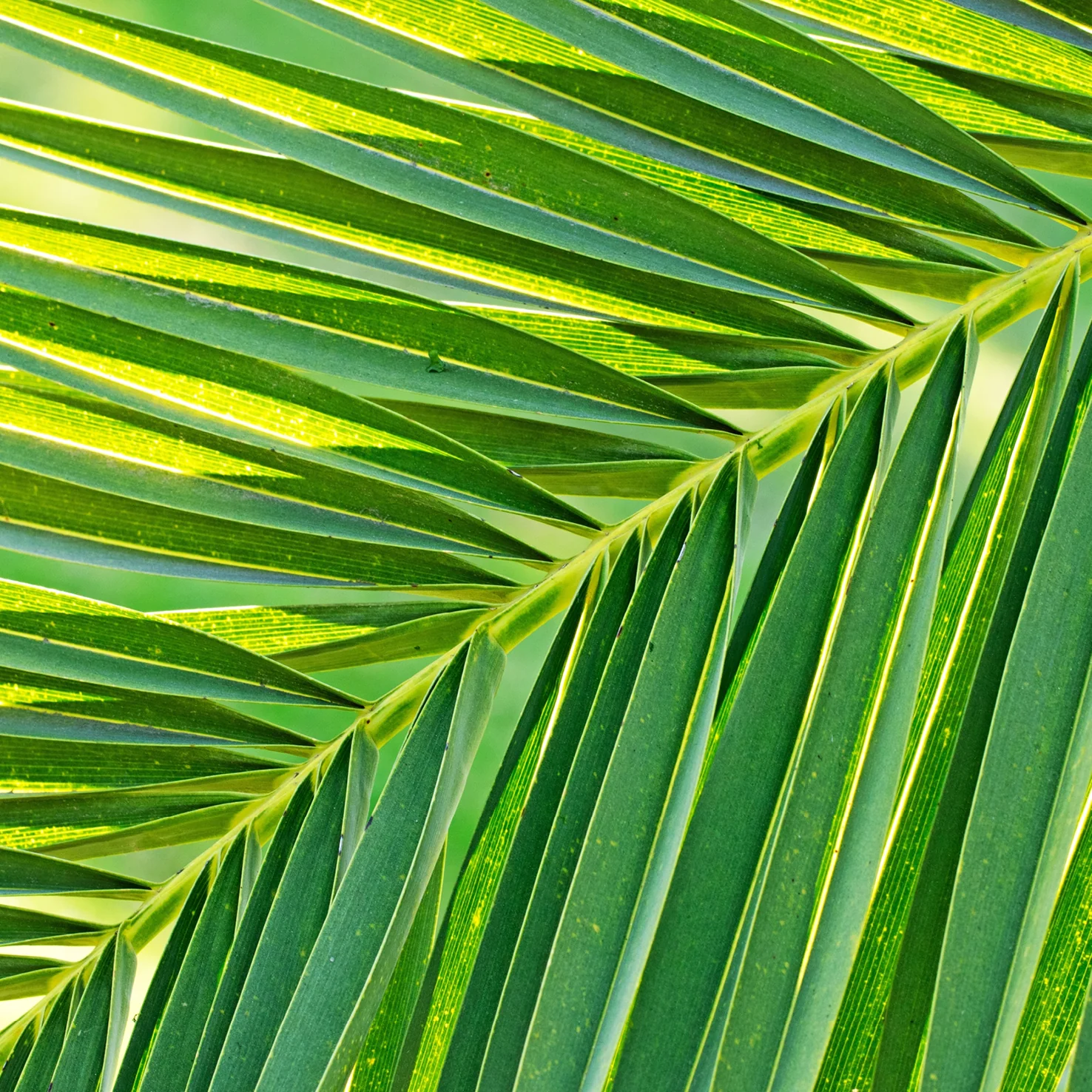 Kanarische Dattelpalme