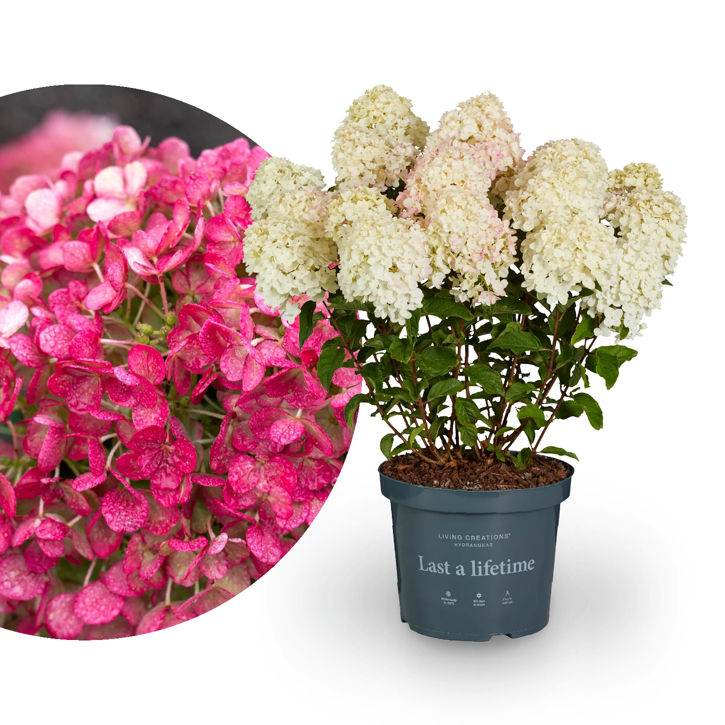 Rispenhortensie Living Creations® 'Living Little Rosy'®