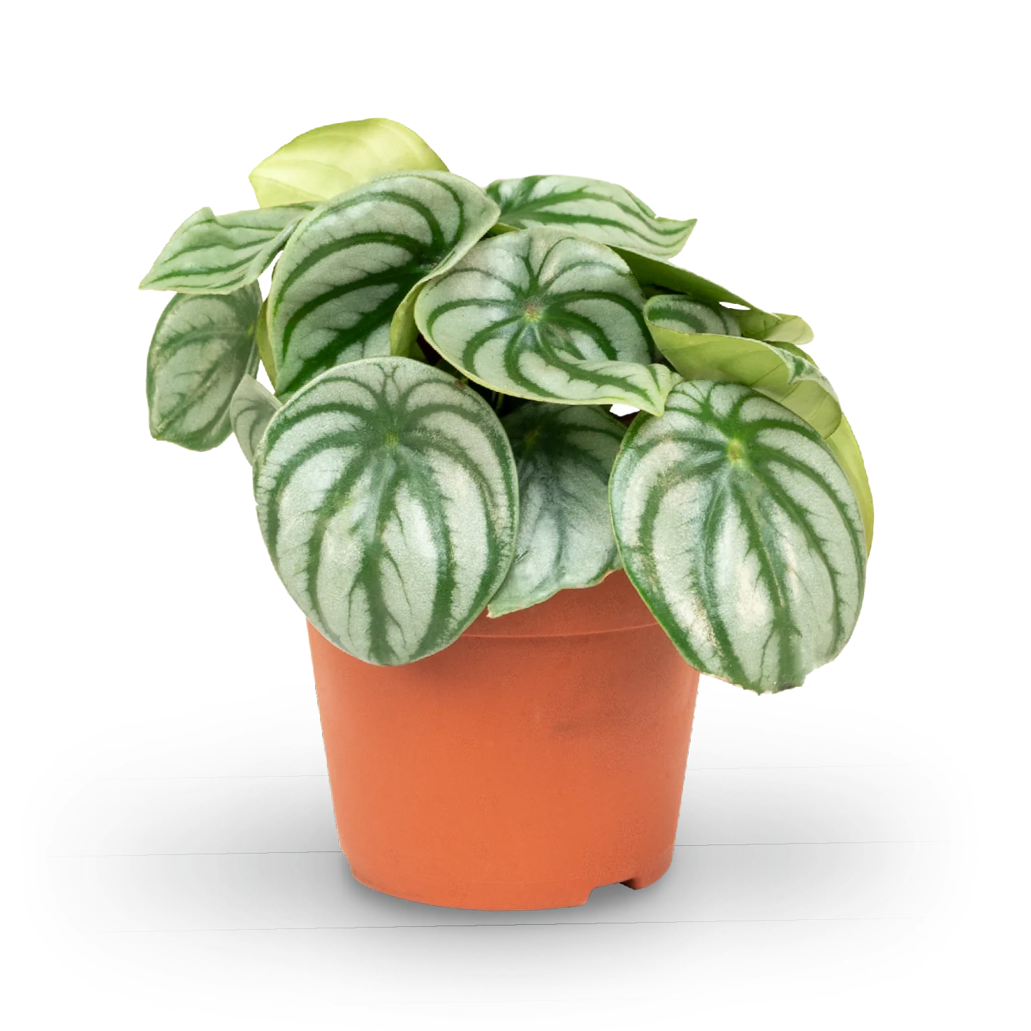 Pflegeleichte Zimmerpflanzen (4er Set)