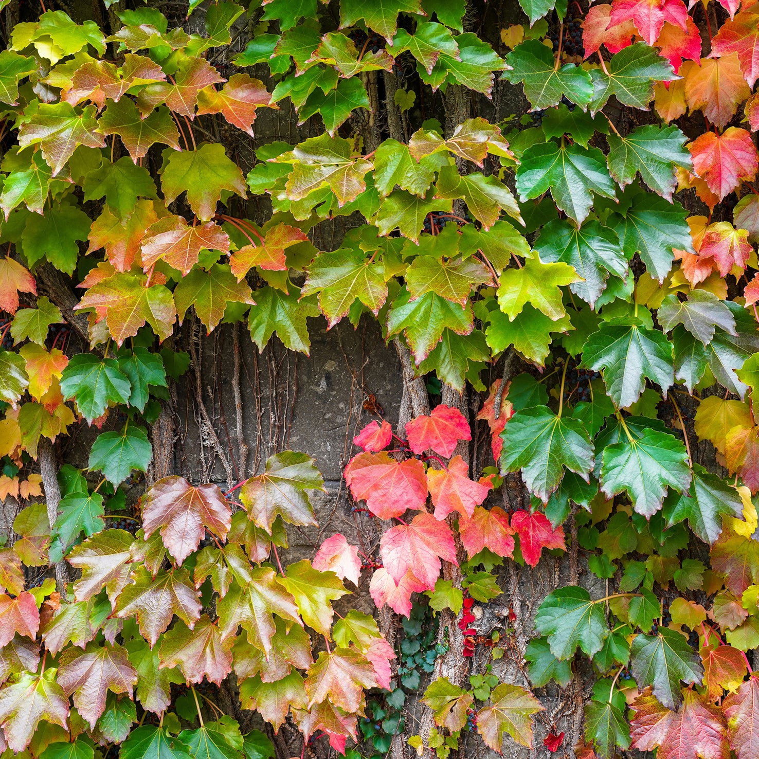 Wilder Wein 'Veitchii'