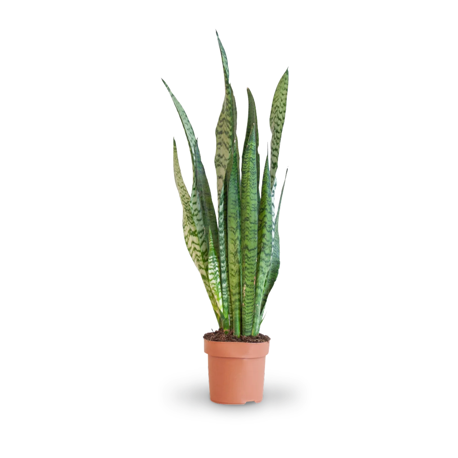 Pflegeleichte Zimmerpflanzen (4er Set)