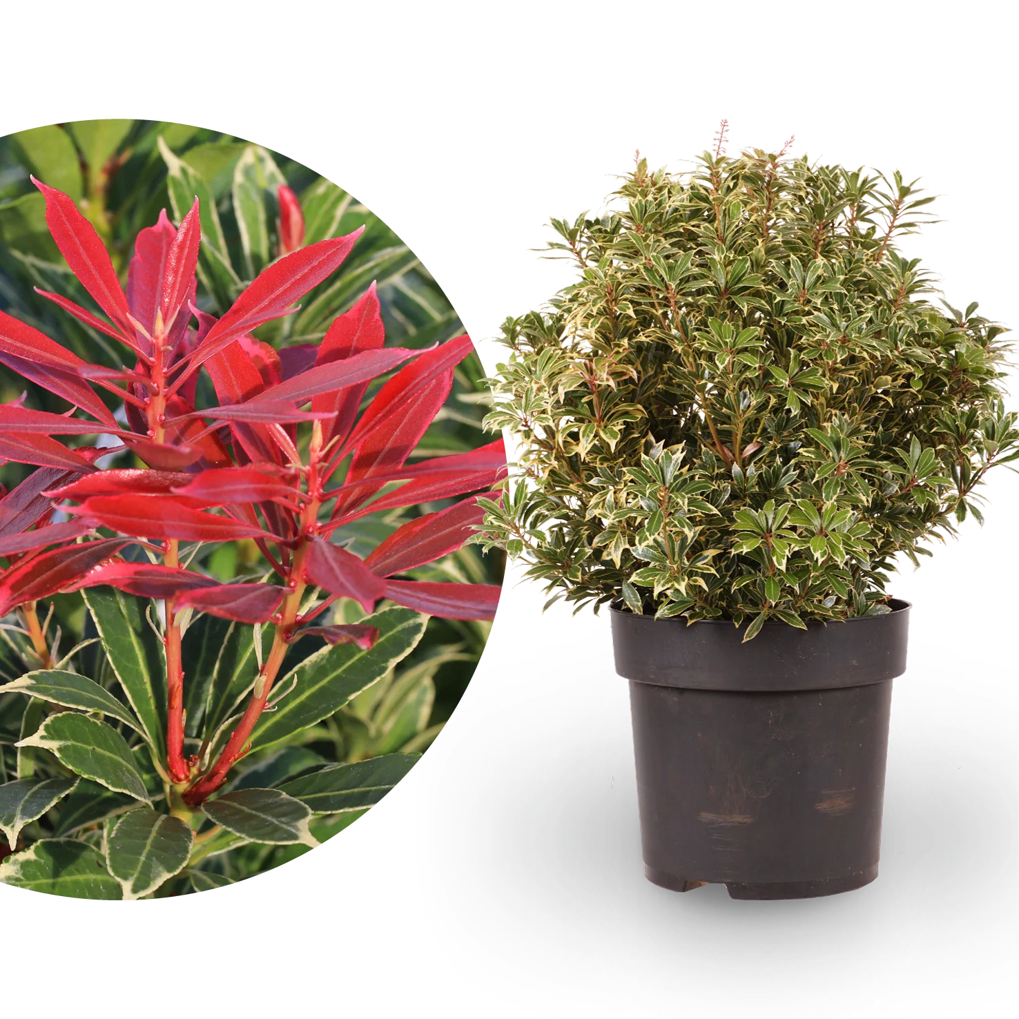 Schattenglöckchen 'Carnaval' Weiß