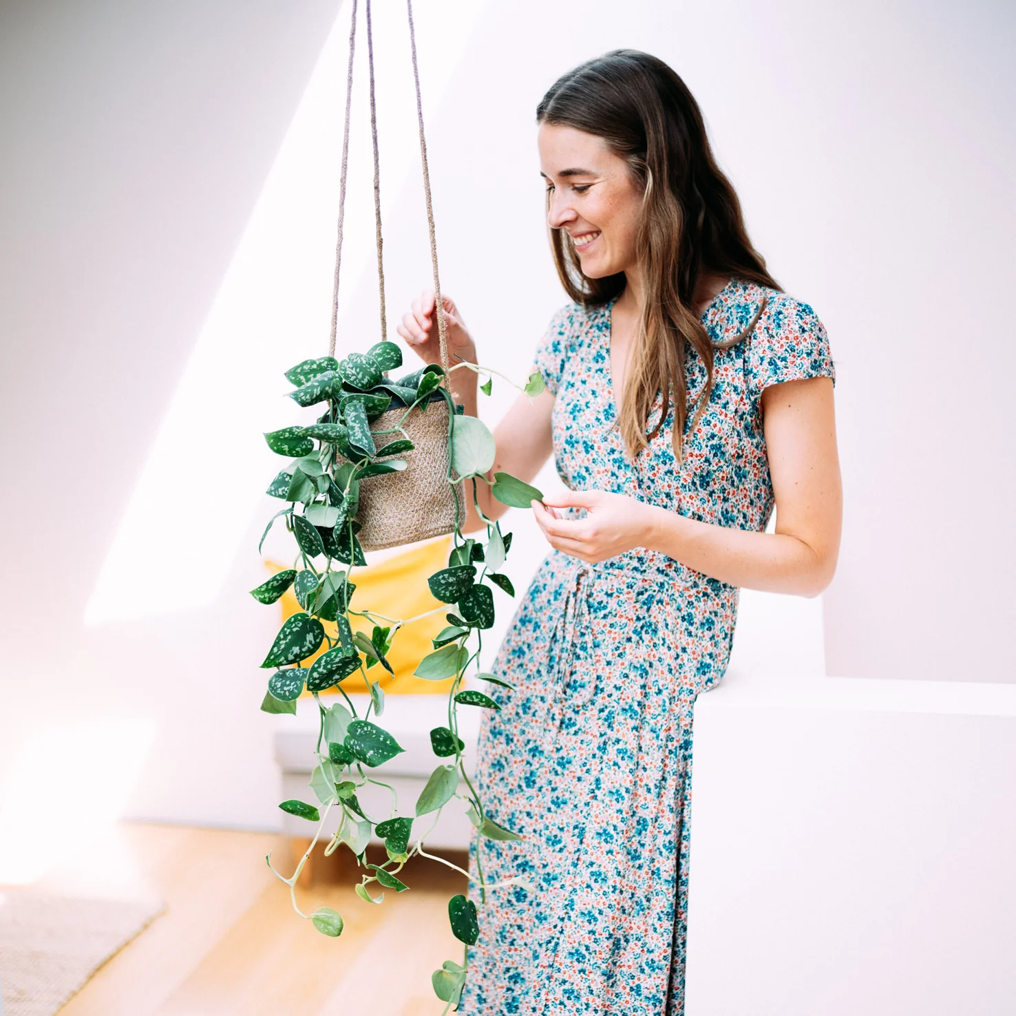 Gefleckte Efeutute ‘Argyraeus’