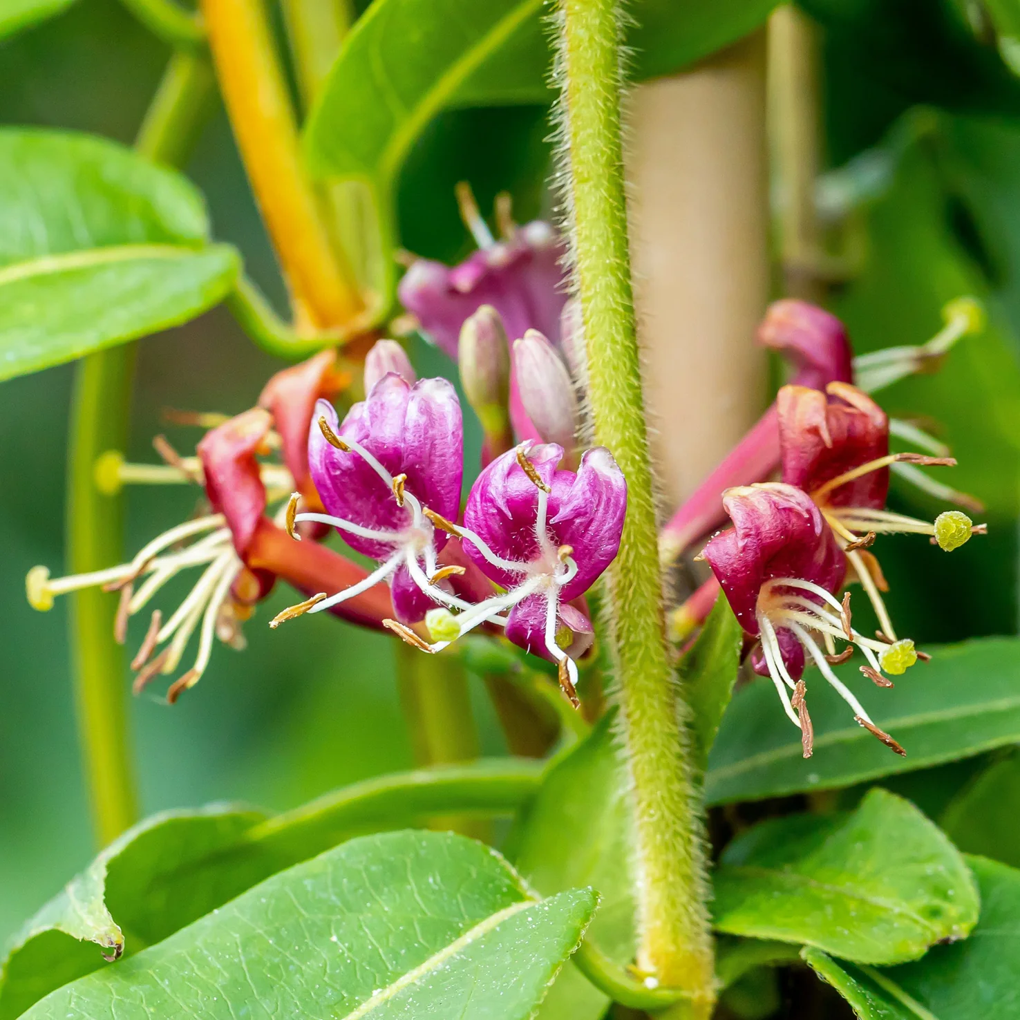 Immergrünes Geißblatt Gelb-Rot