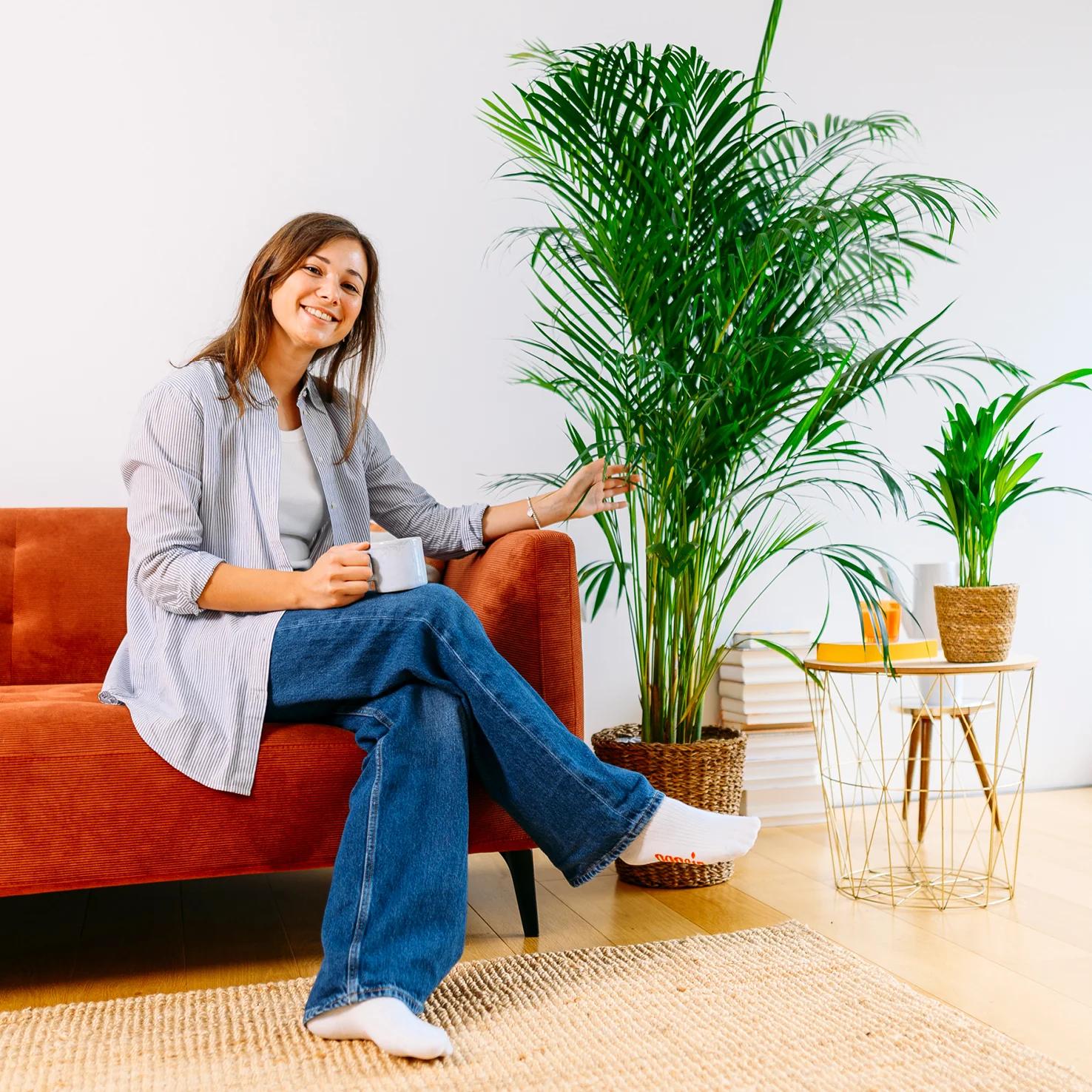 Goldfruchtpalme XXL-Größe