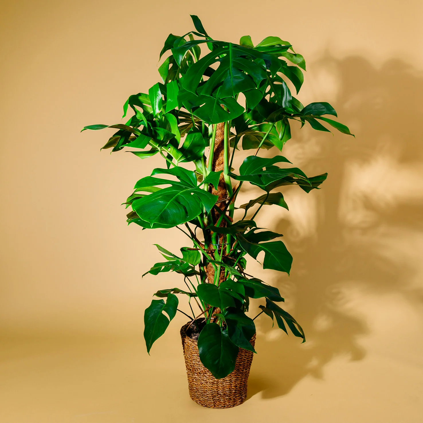 Fensterblatt XXL-Größe