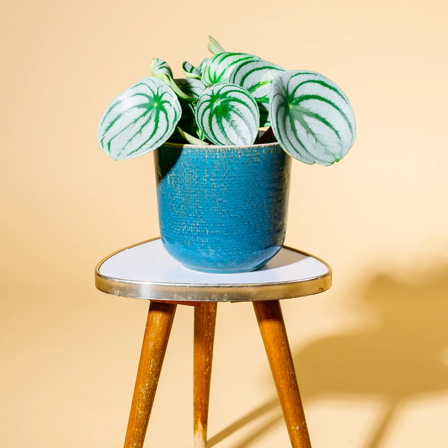 Peperomia argyreia 'Watermelon'