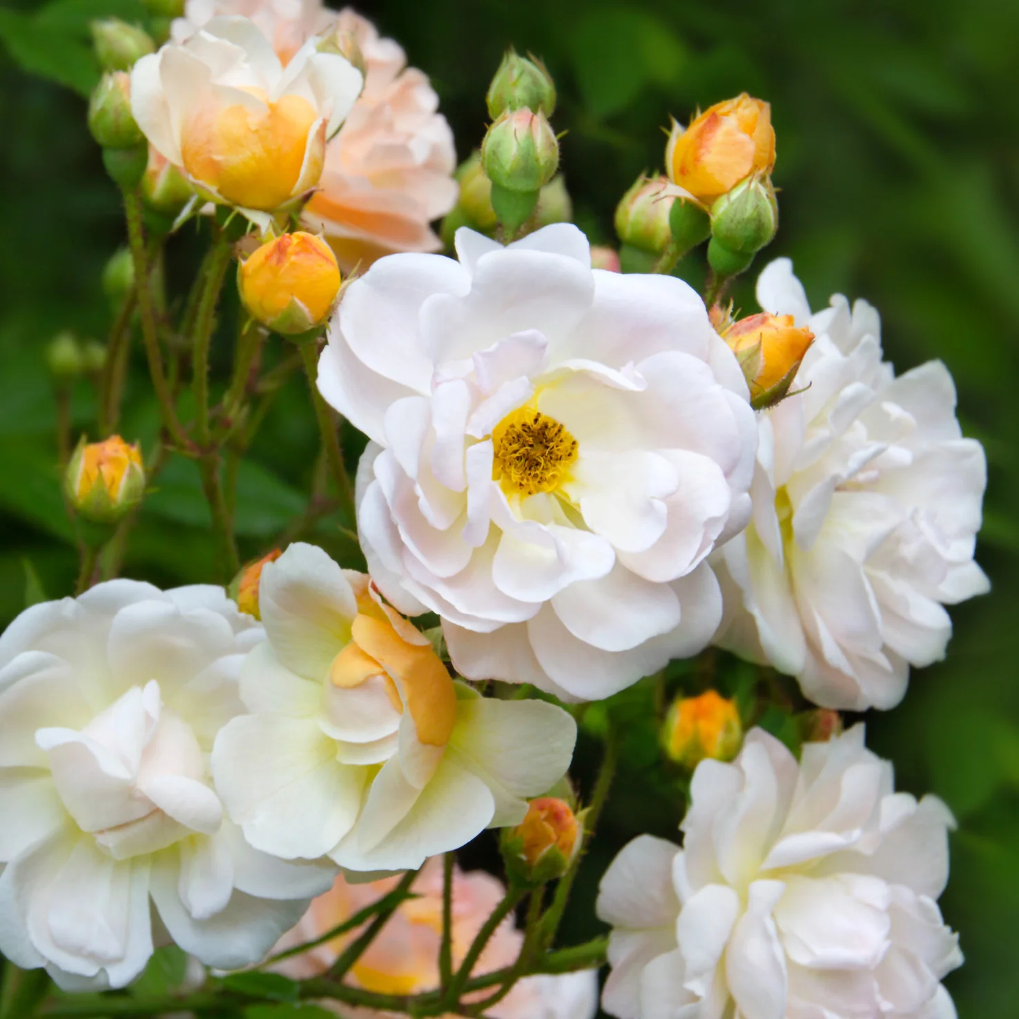 Ramblerrose 'Ghislaine de Feligonde' Zartgelb