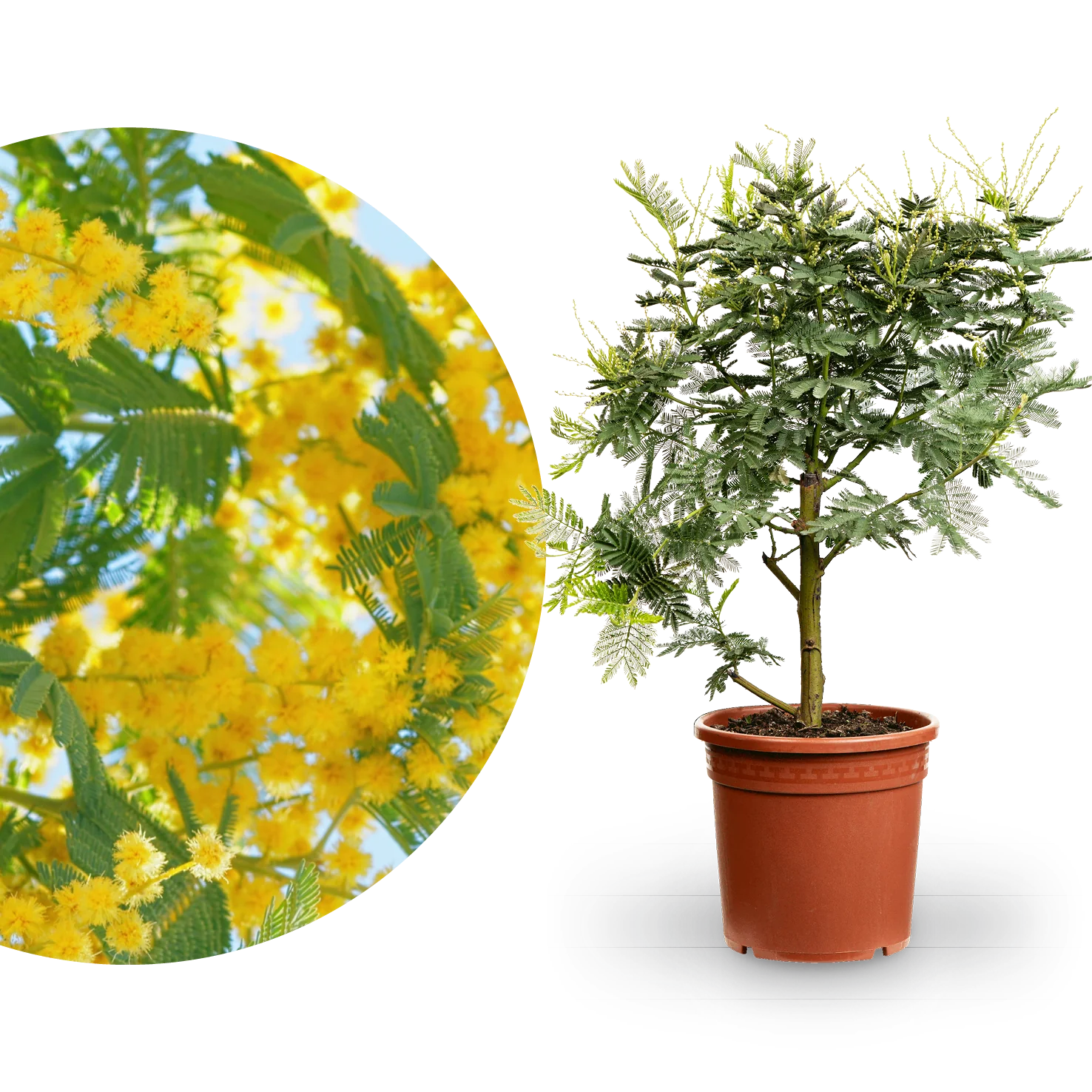 Gelbe Mimose 'Gaulois'