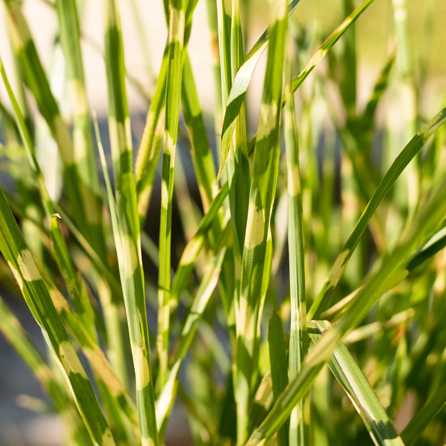 Stachelschweingras 'Strictus'