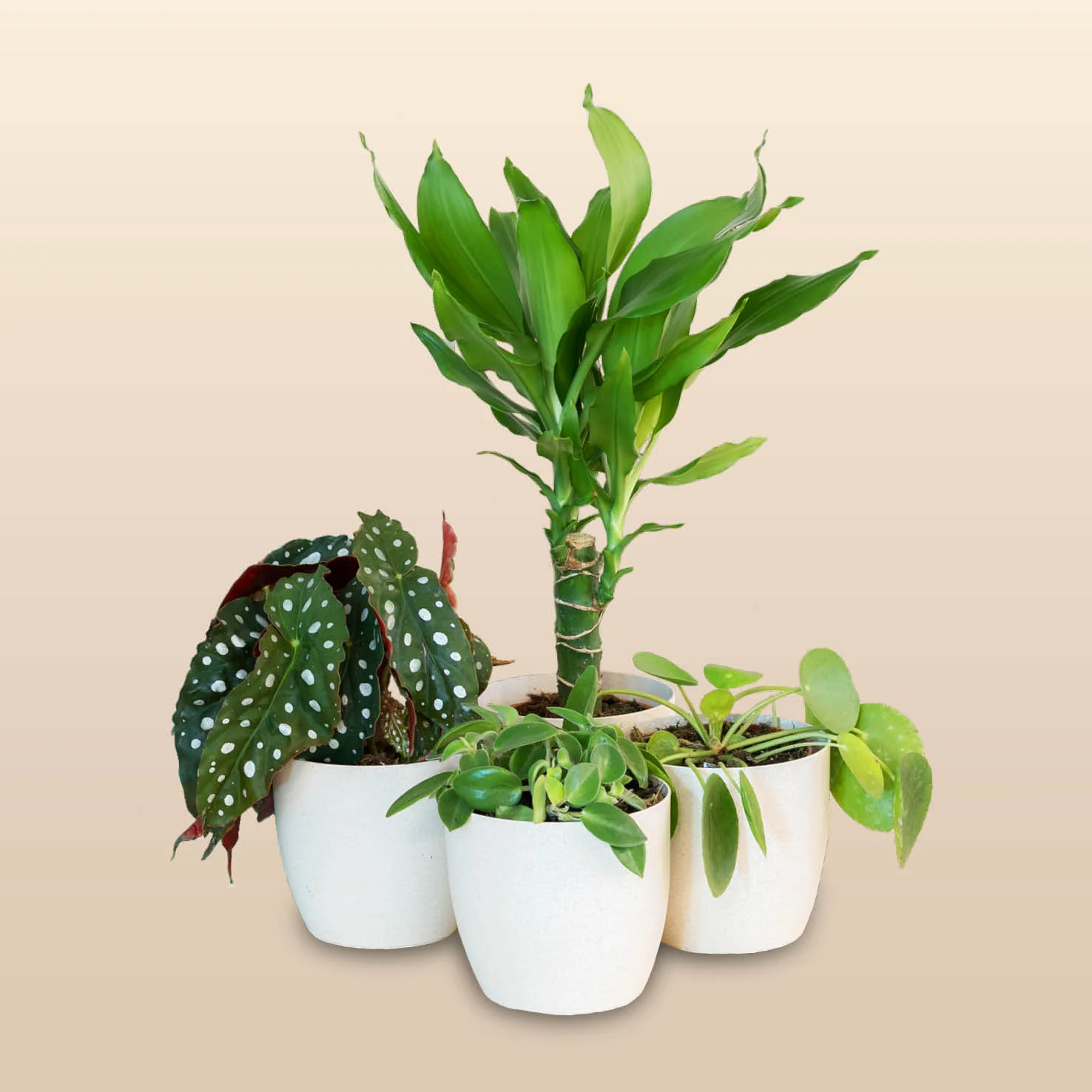Rette mich: Zimmerpflanzen 4er Set