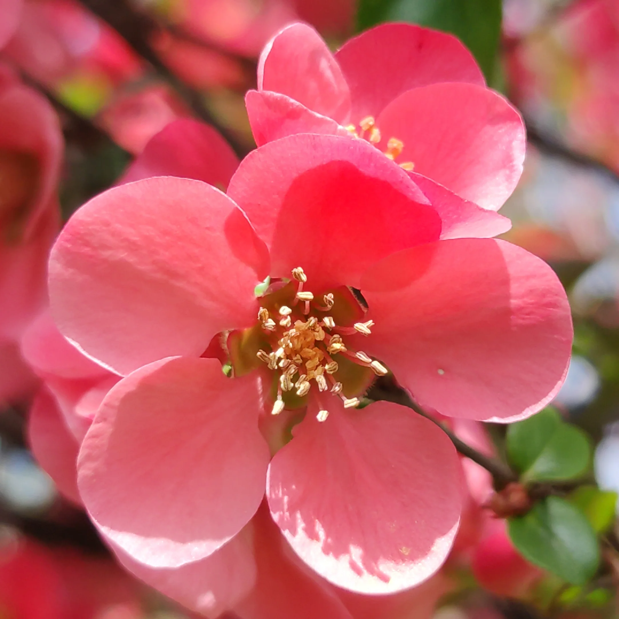 Zierquitte 'Pink Lady' Dunkelrosa