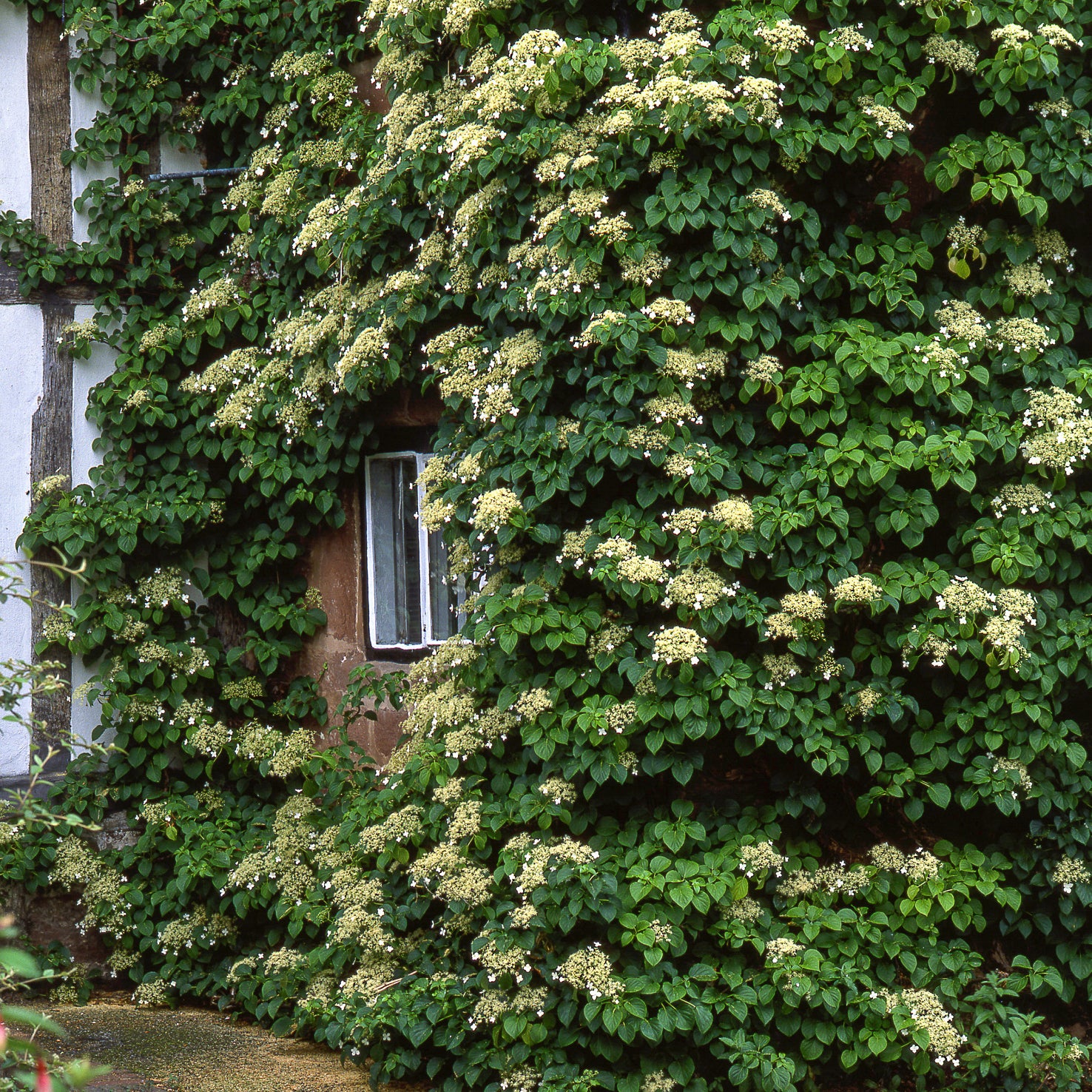 Kletterhortensie Weiß