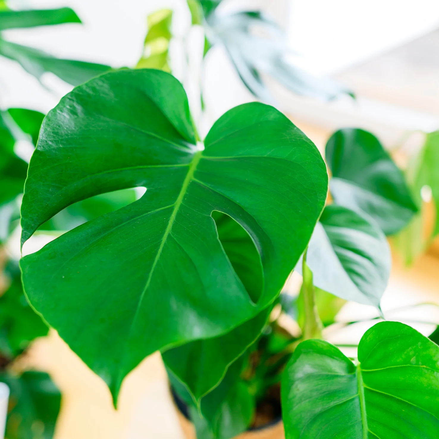 Fensterblatt XXL-Größe