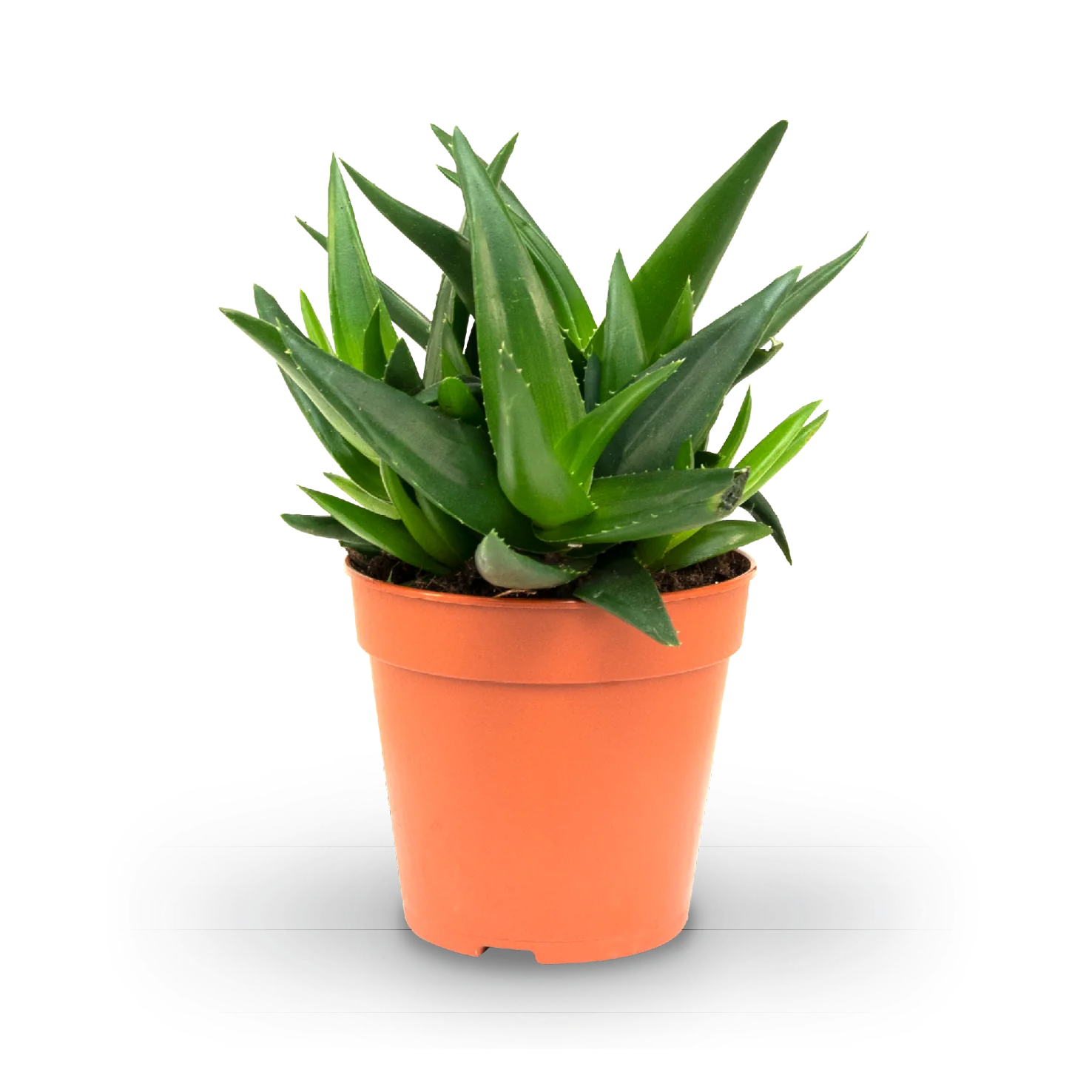 Pflegeleichte Zimmerpflanzen (4er Set)