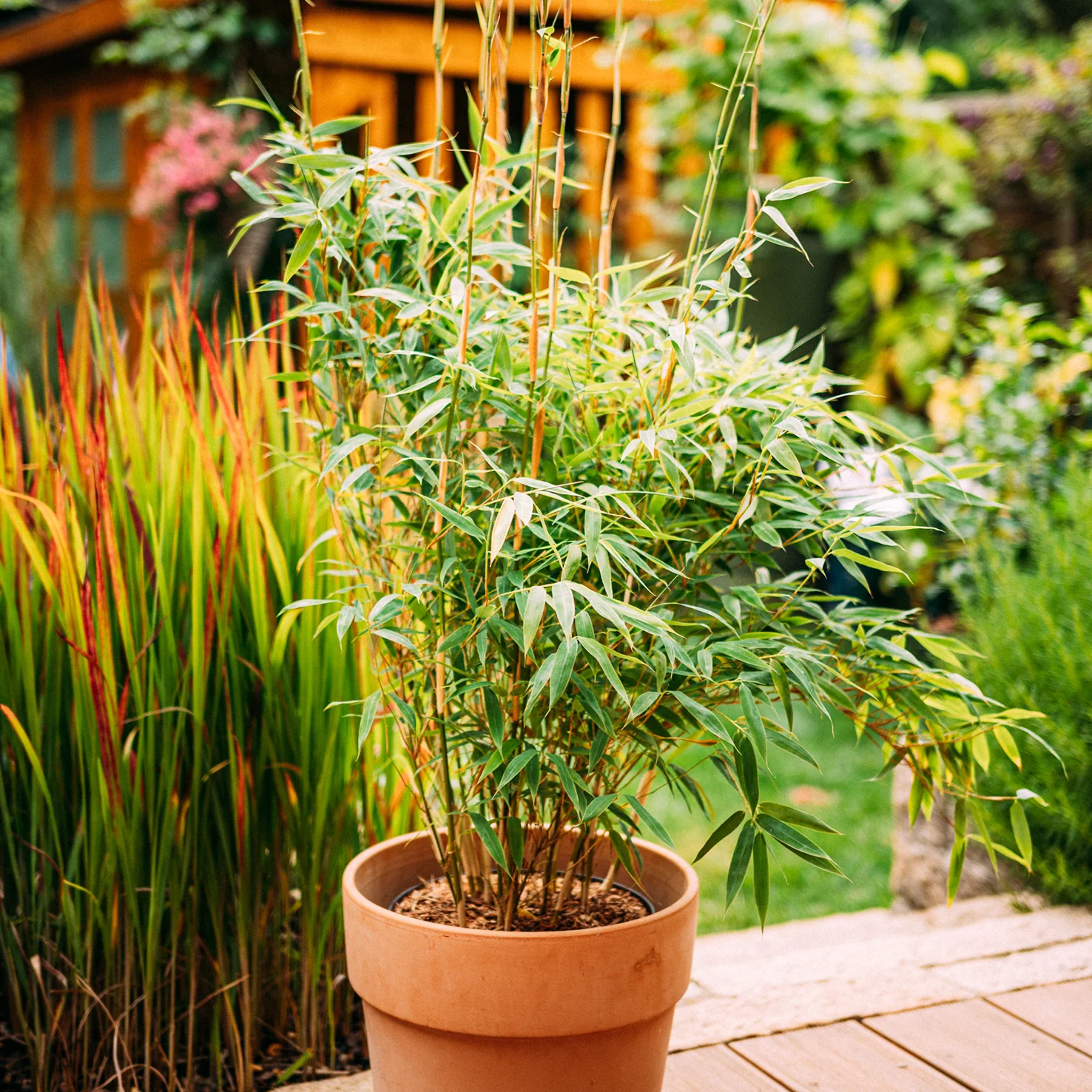 Gartenbambus 'Jumbo'