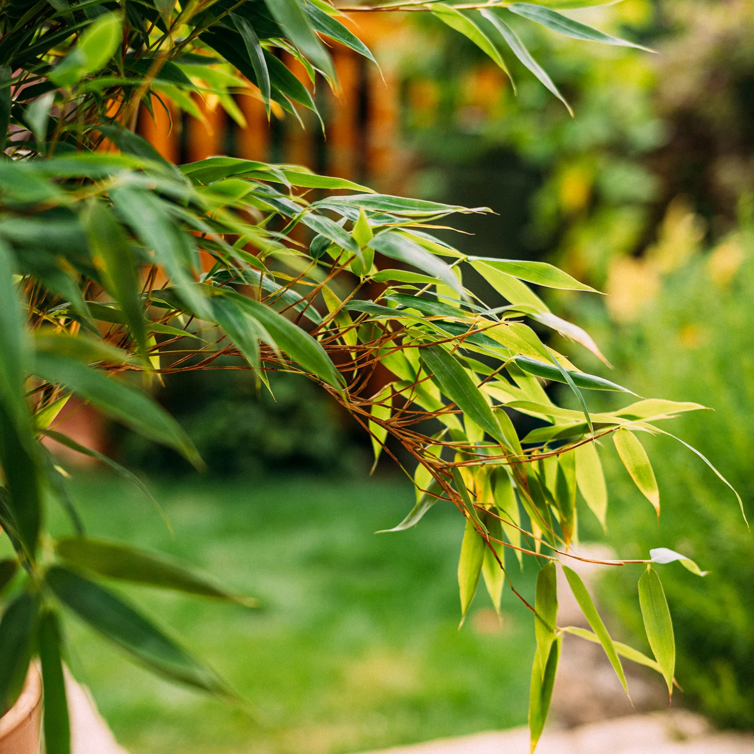 Gartenbambus 'Jumbo'