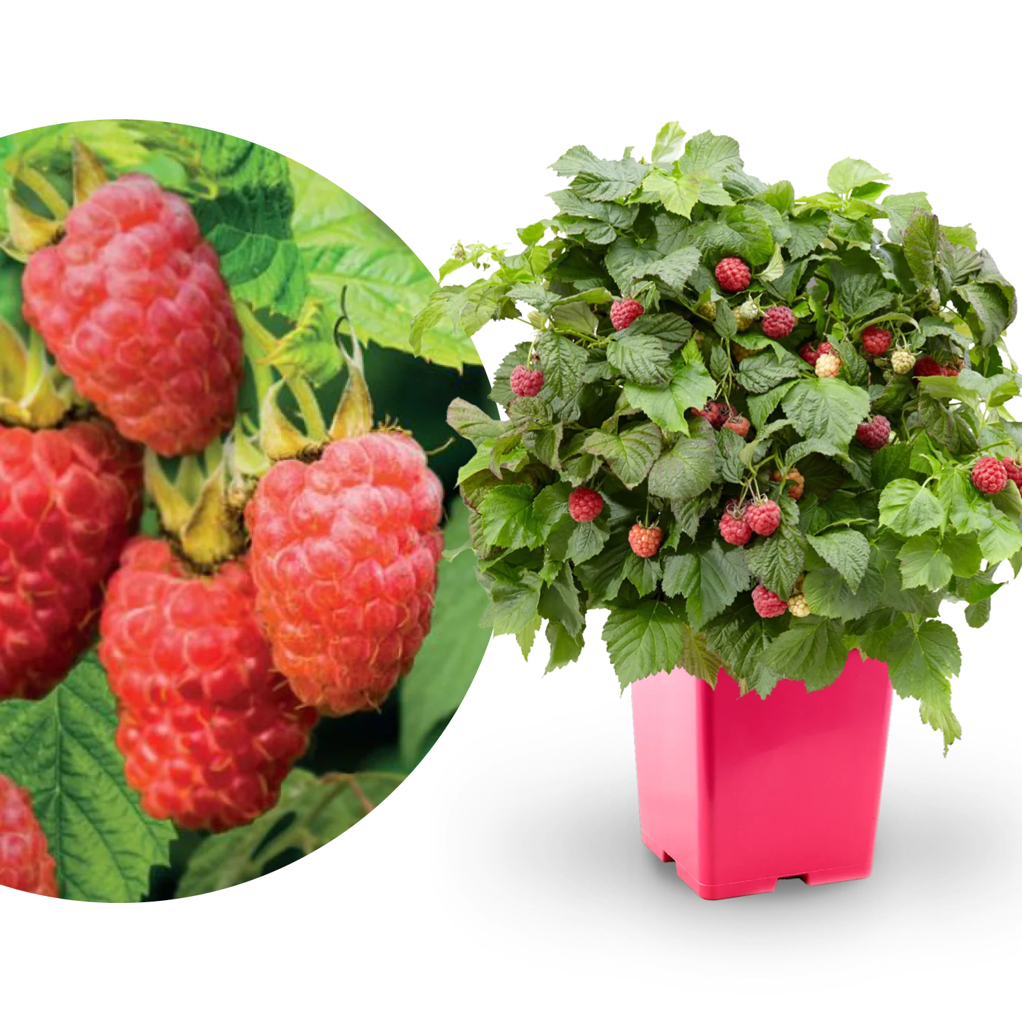 Balkonhimbeere 'Sweet Sunshine'