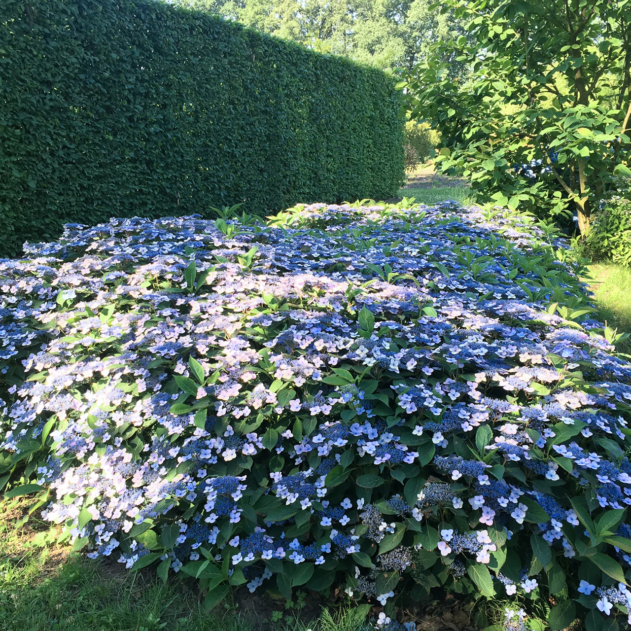 Tellerhortensie 'Magic Pillow'® Rosa