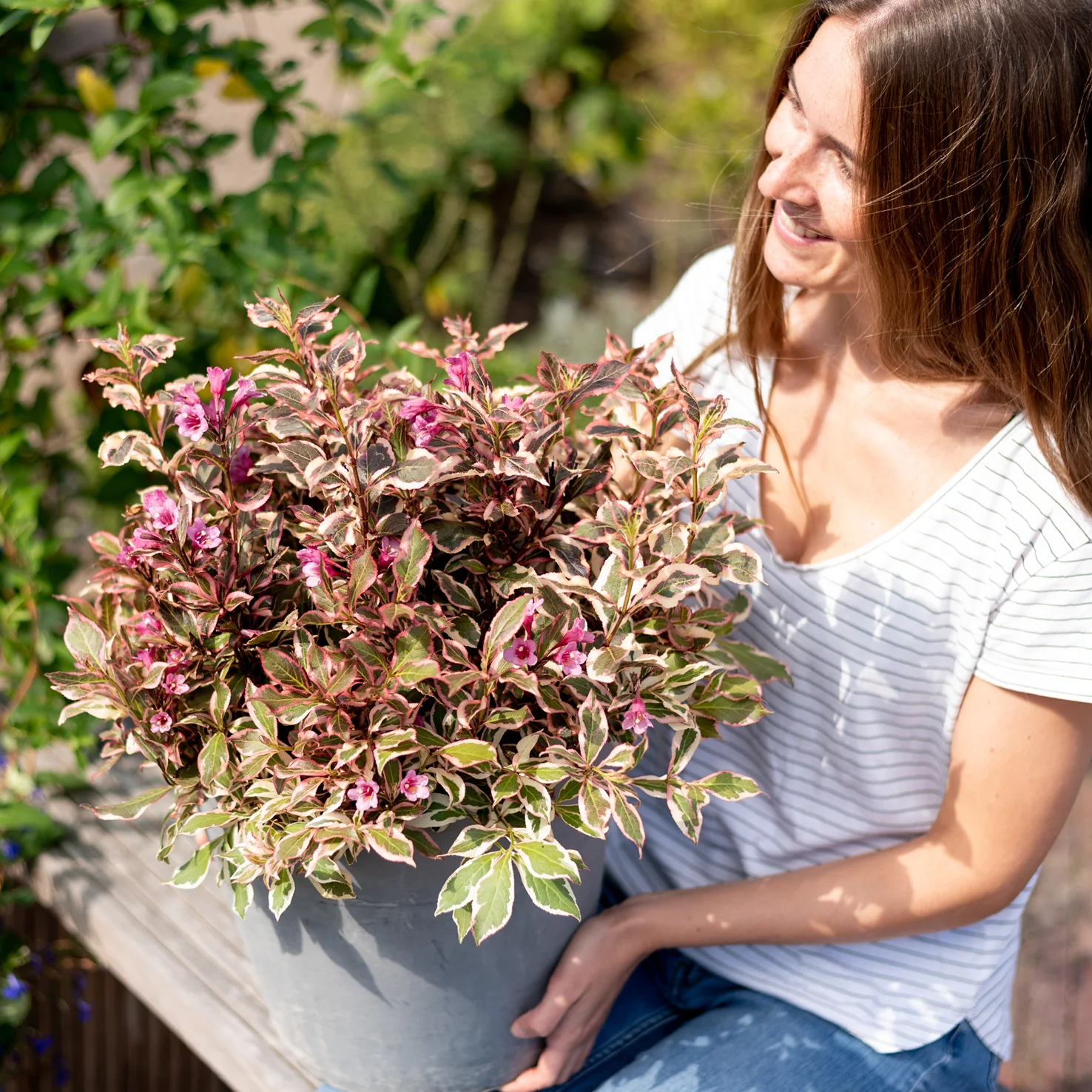 Zwerg-Weigelie 'Monet'® Rosarot