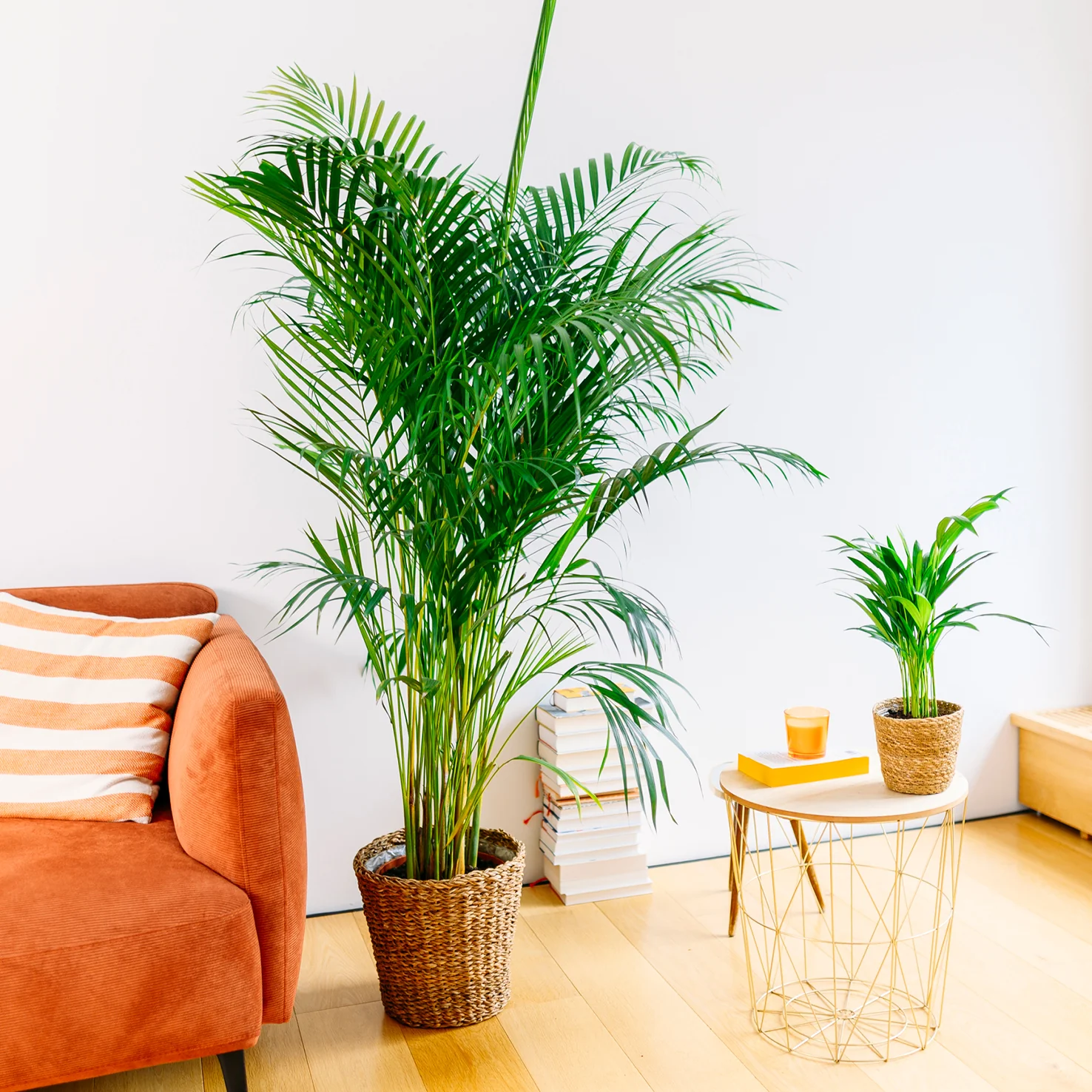 Goldfruchtpalme XXL-Größe