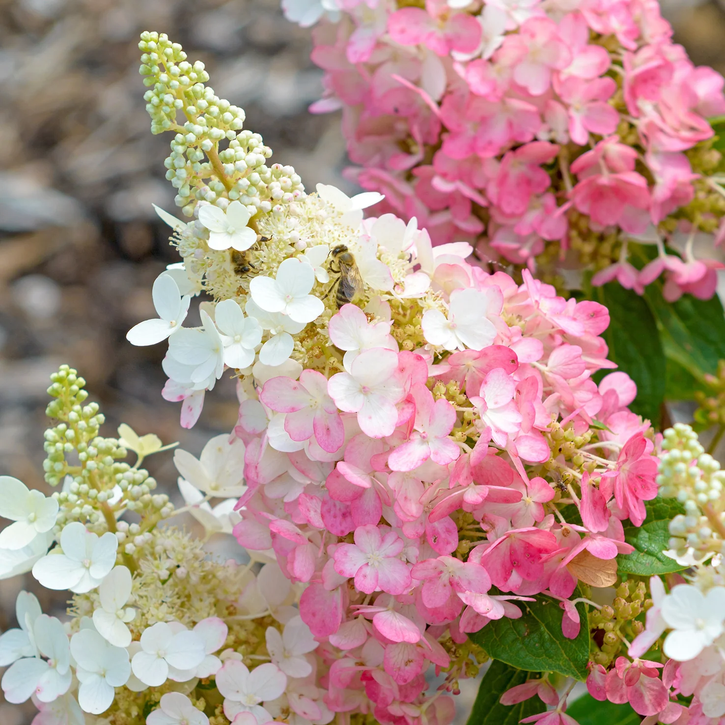 Rispenhortensie 'Pinky Winky'®