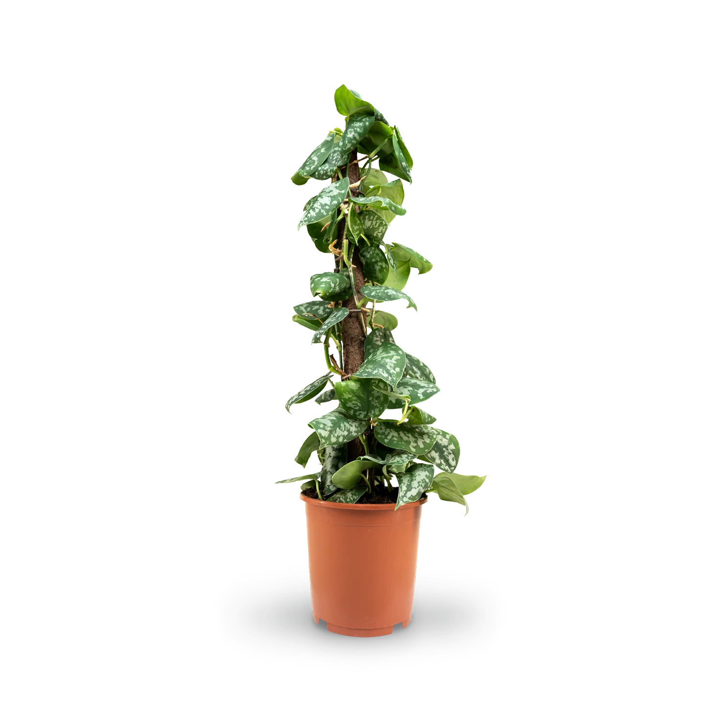 Gefleckte Efeutute ‘Argyraeus’