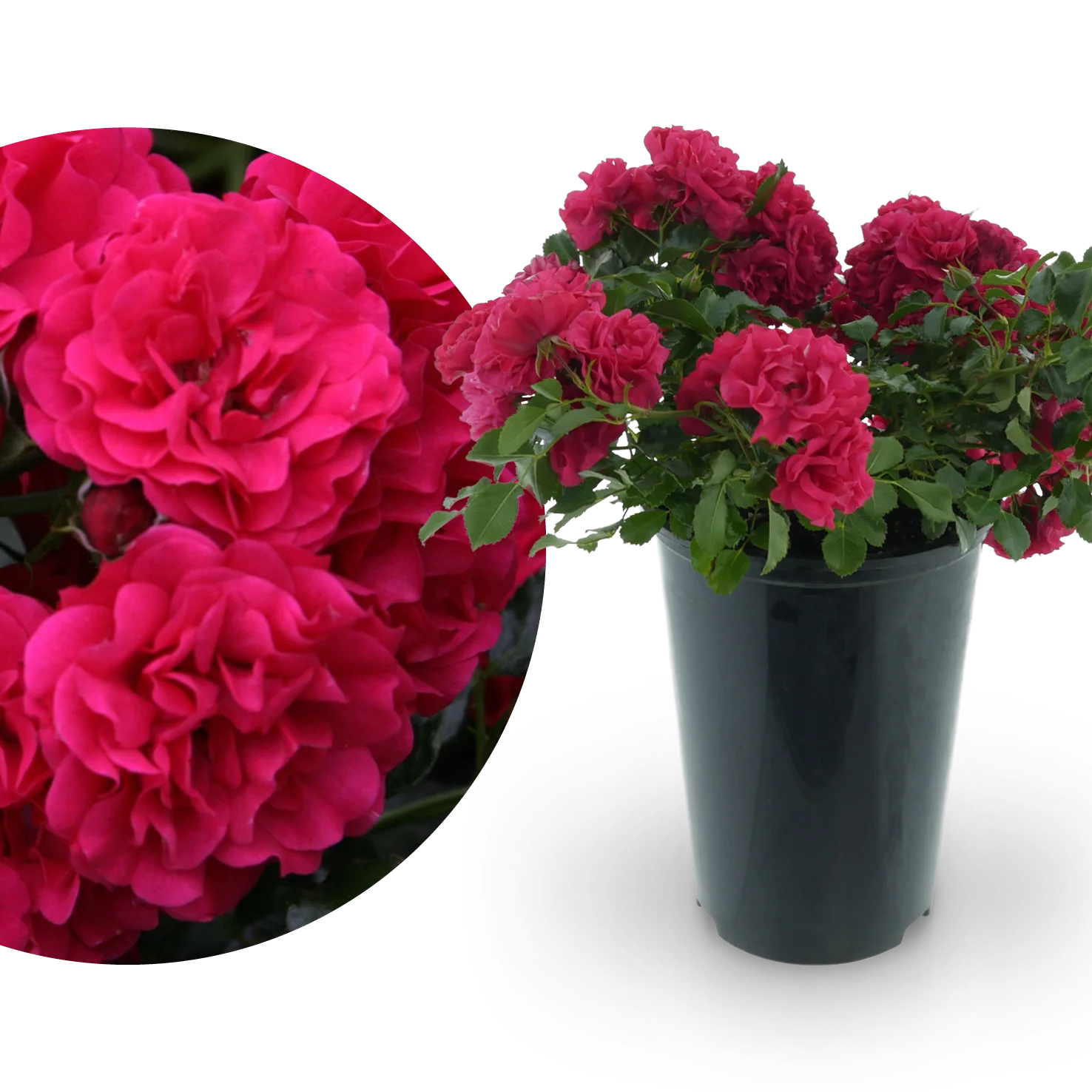 Bodendeckerrose 'Gärtnerfreude'® Himbeerrot