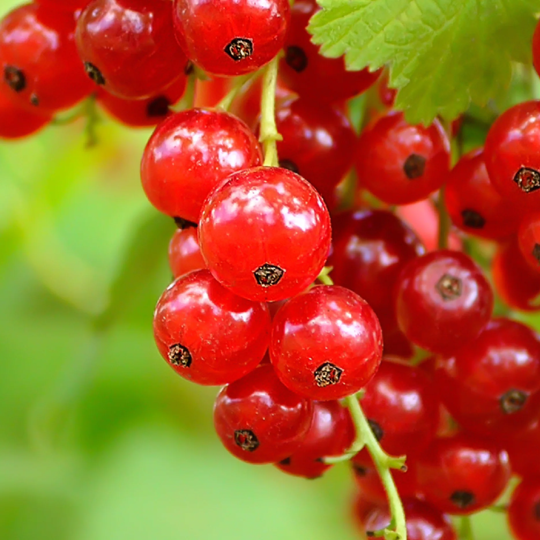 Bio-Johannisbeere 'Rovada'