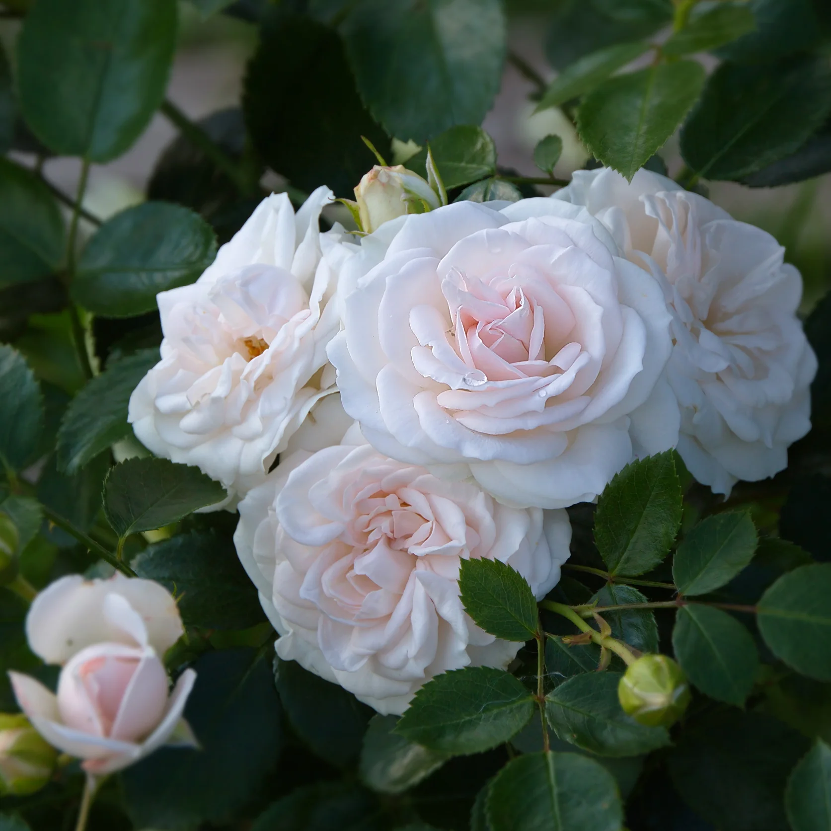 Beetrose 'Aspirin'® Weiß