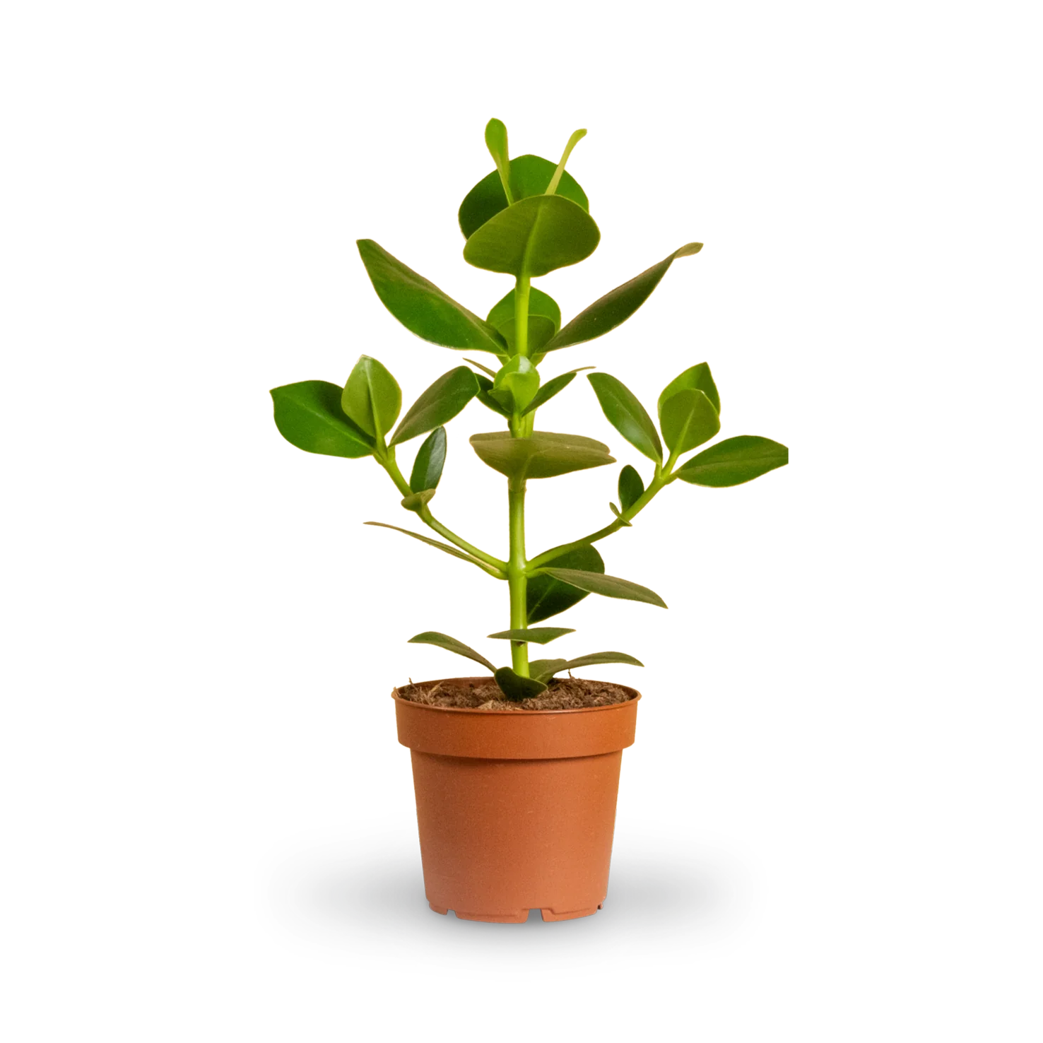 Pflegeleichte Zimmerpflanzen (4er Set)