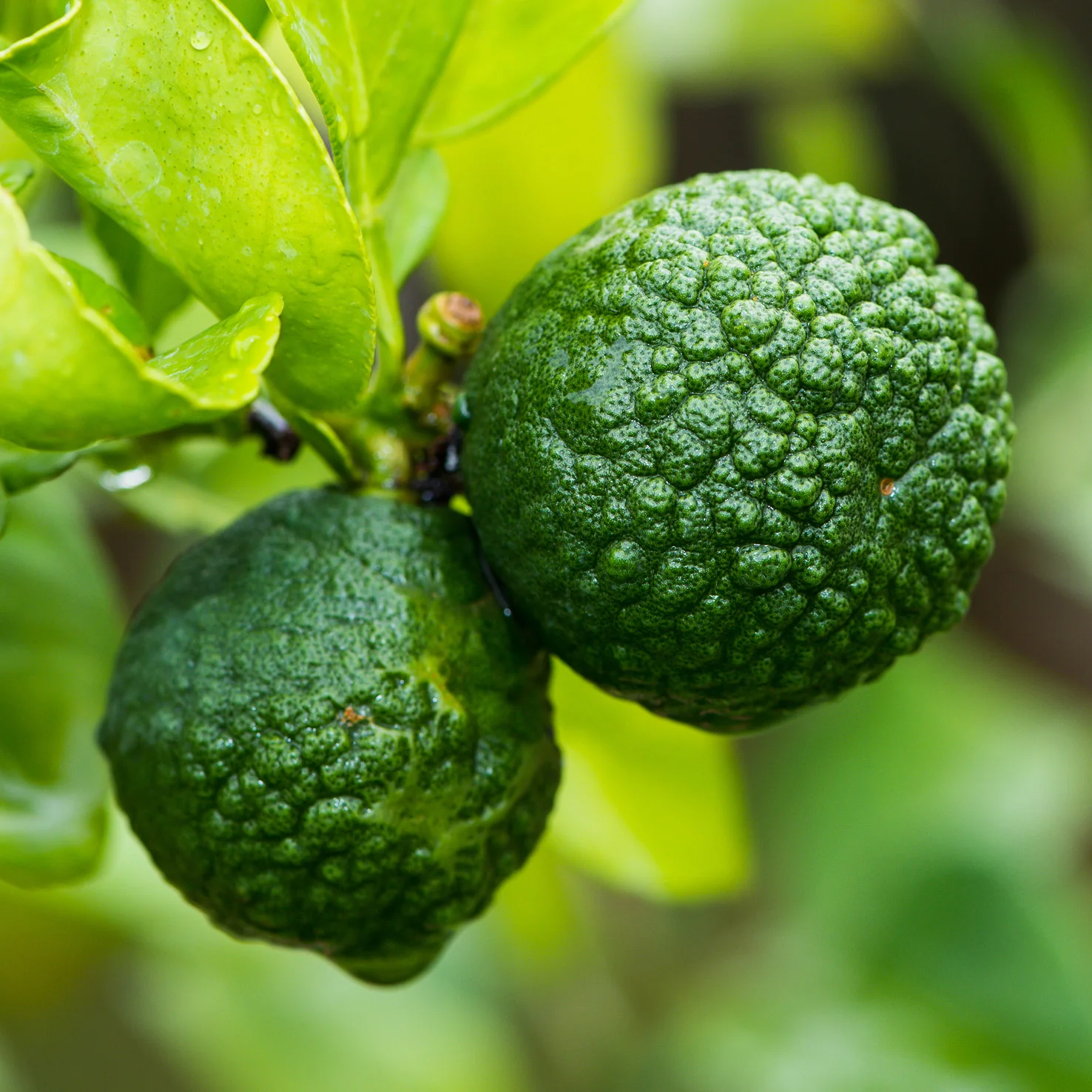 Kaffir-Limette LIME TIME®