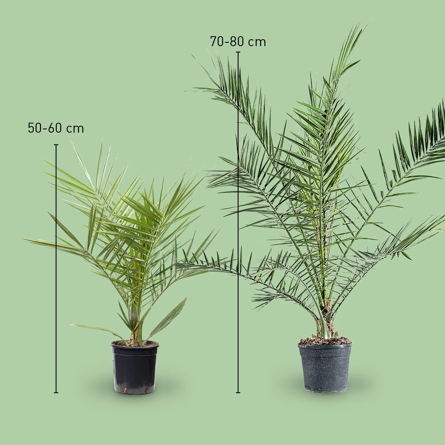 Kanarische Dattelpalme