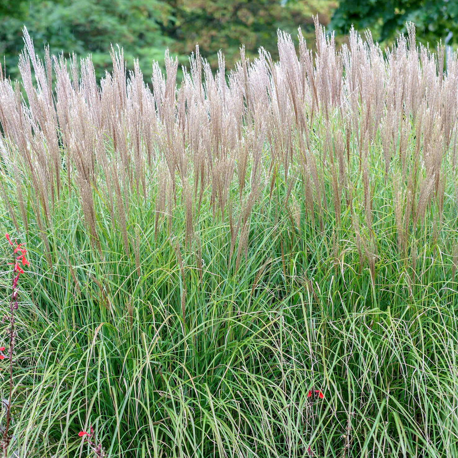 Chinaschilf 'Hermann Müssel'
