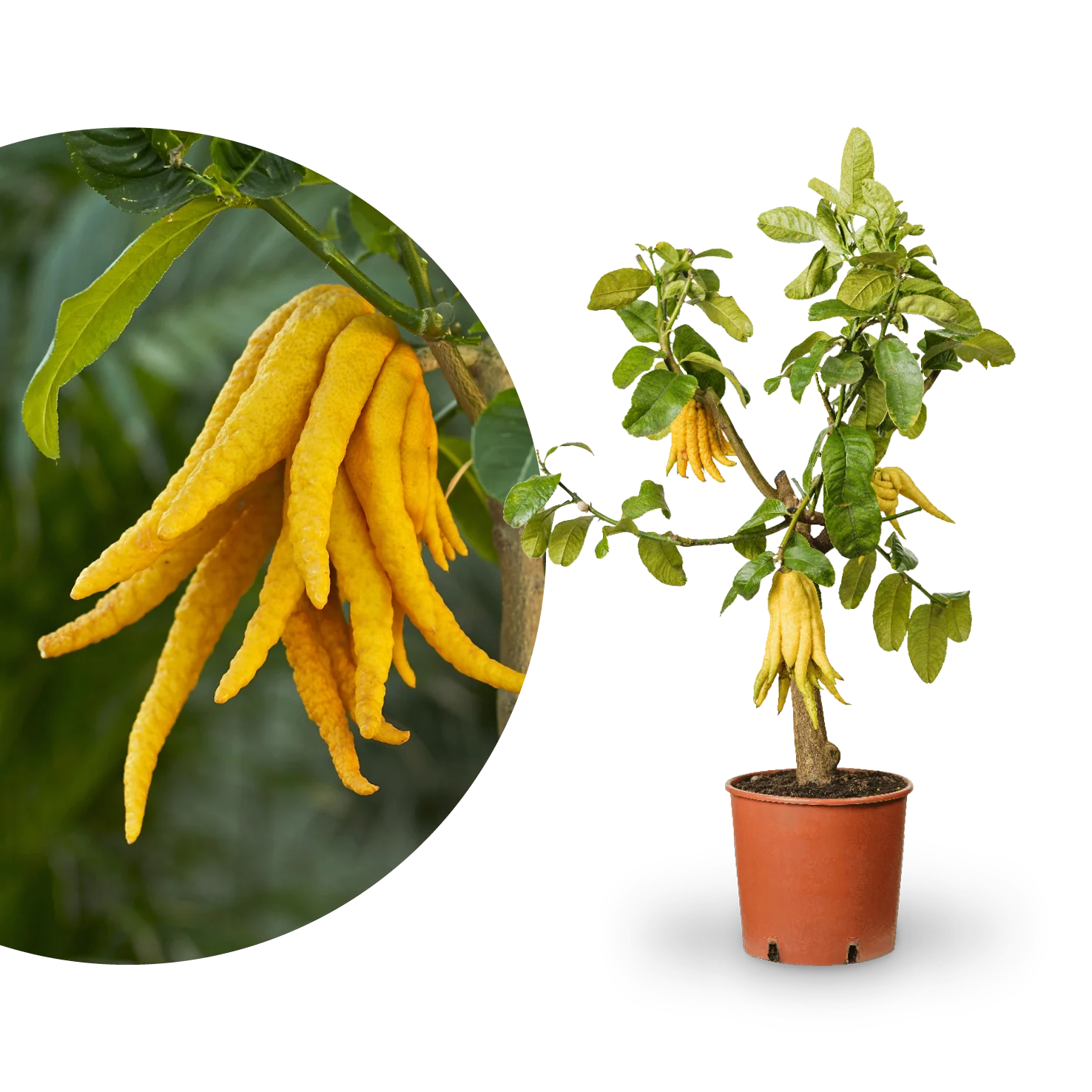 Buddhas Hand Zitrone LEMON TIME®