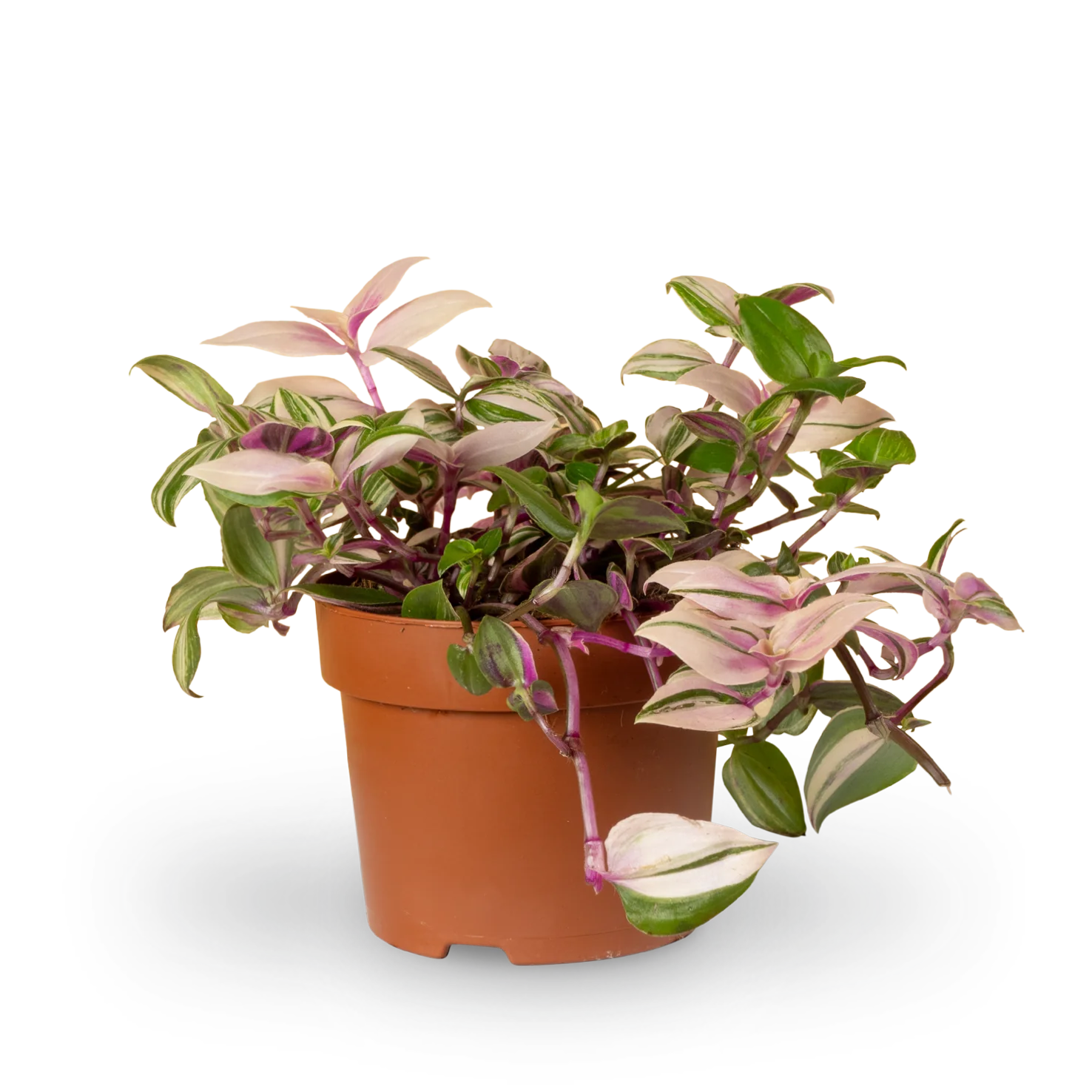 Dreimasterblume 'Pink Pampas'