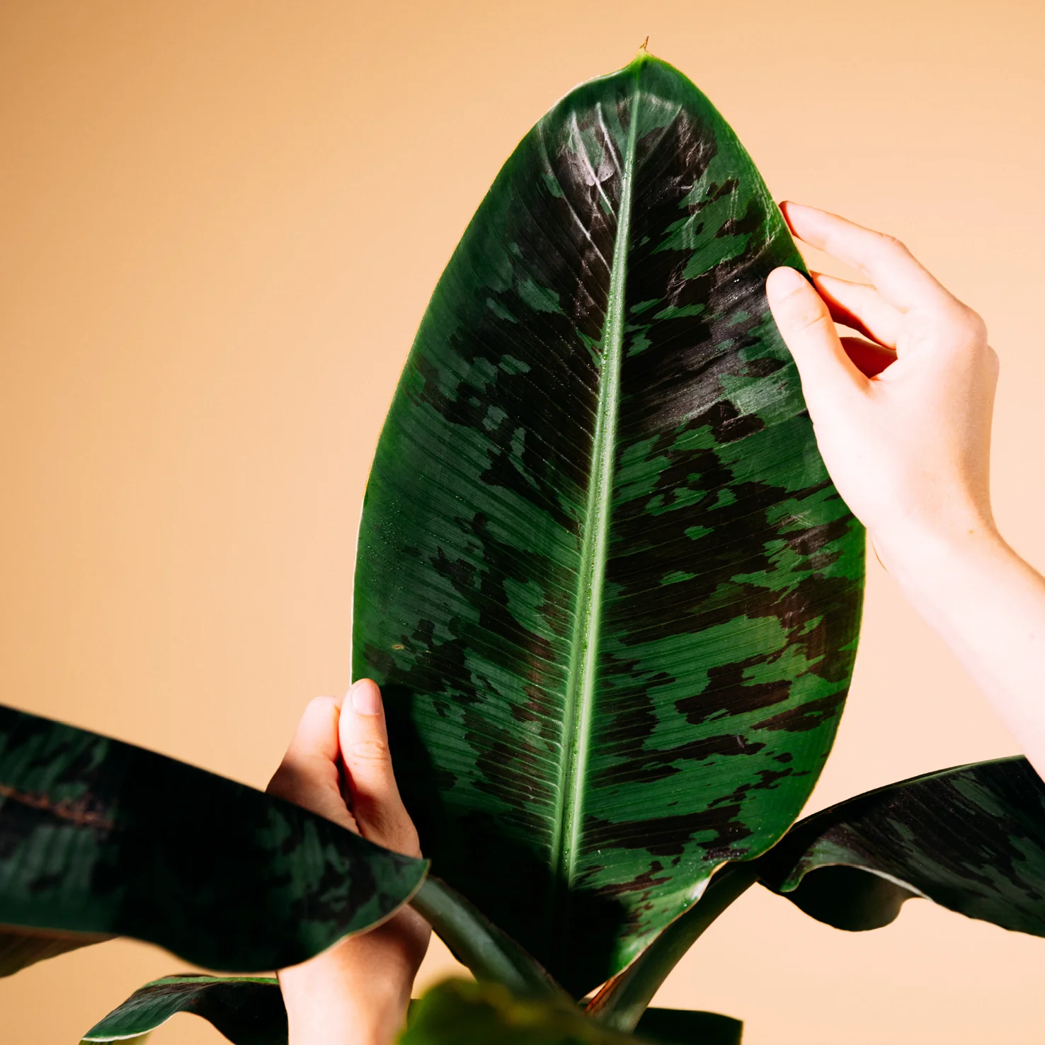 Zwerg-Essbanane 'Dwarf Cavendish'