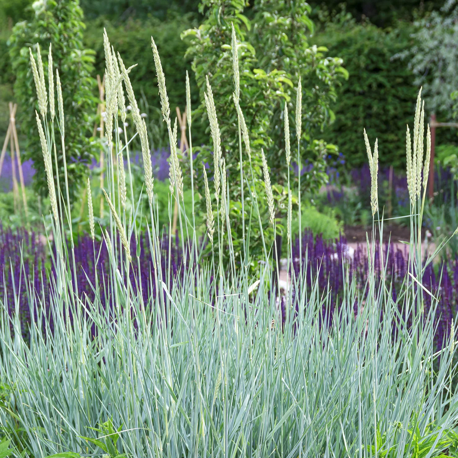 Blauer Strandroggen 'Blue Dune'